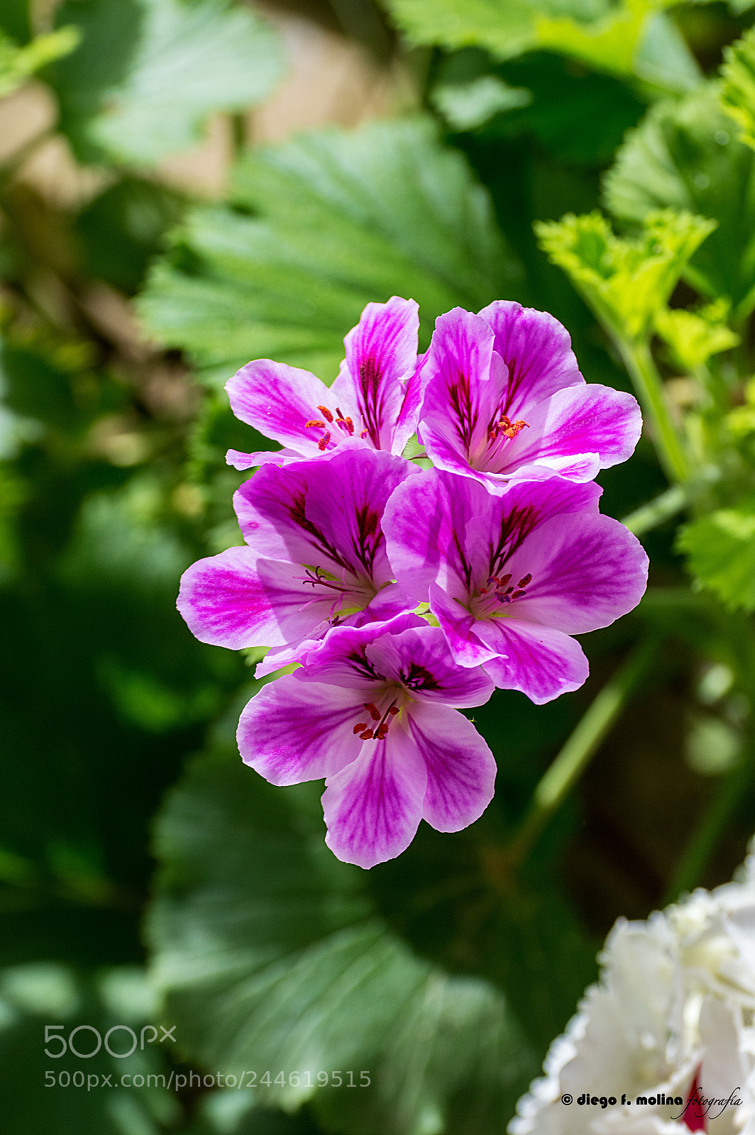 Nikon D3200 sample photo. Geranio común (pelargonium) photography