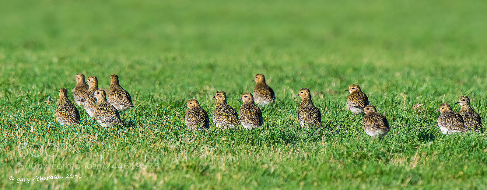 Nikon D500 sample photo. Golden plover photography