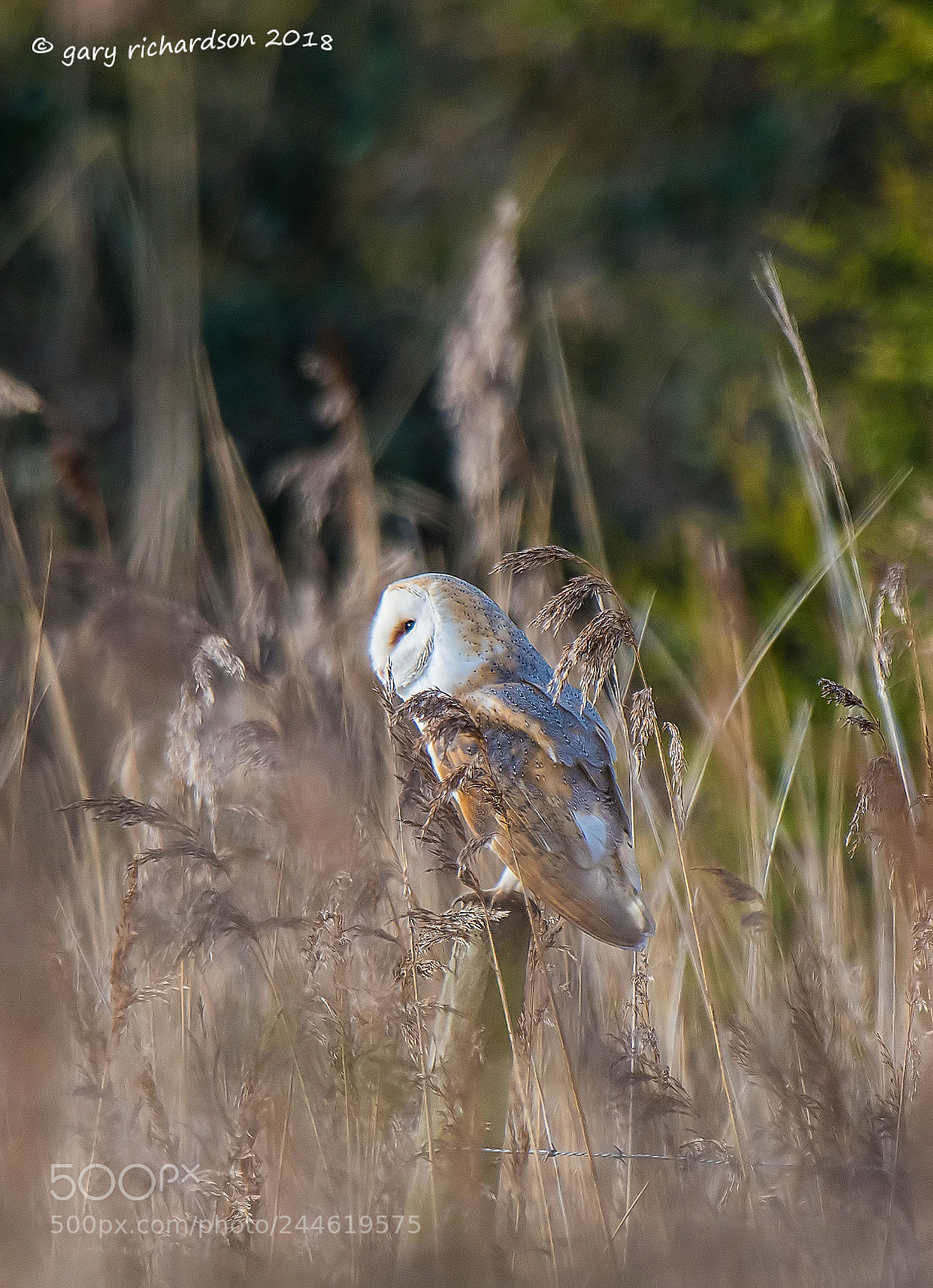 Nikon D500 sample photo. Barn owl photography