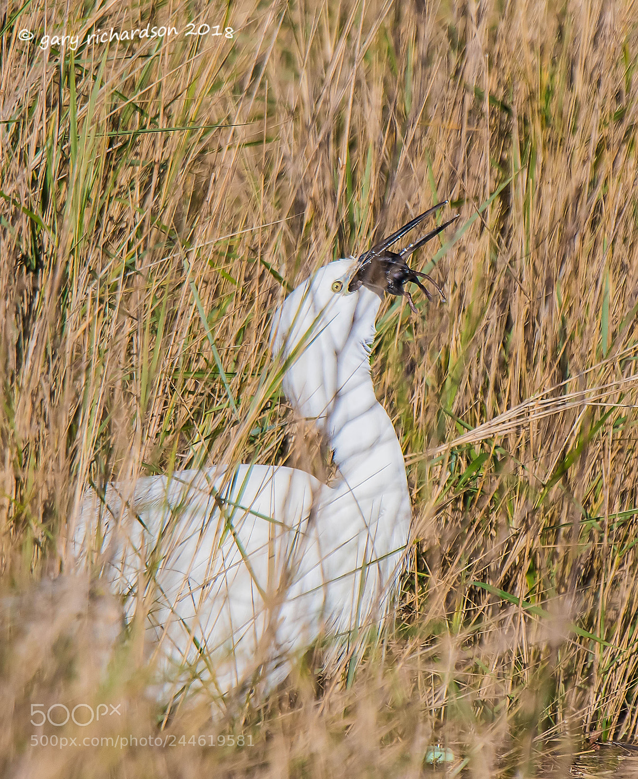 Nikon D500 sample photo. Little egret photography