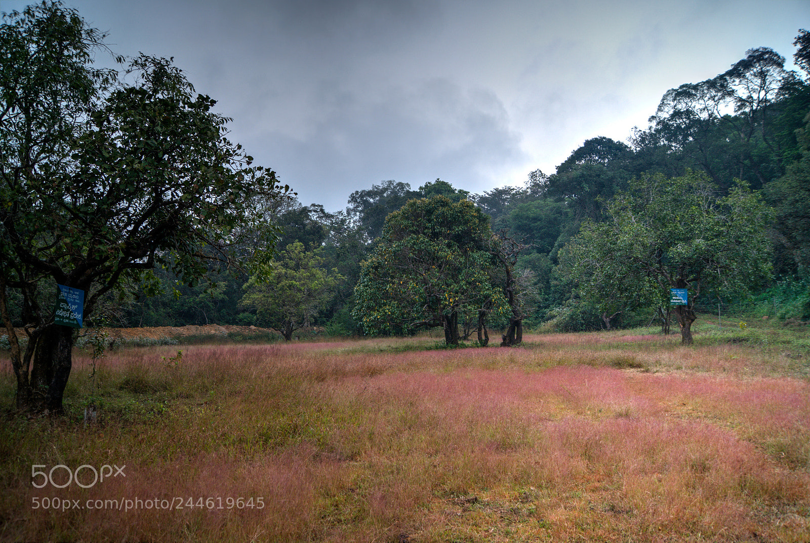 Sony a99 II sample photo. Abylu grasslands photography
