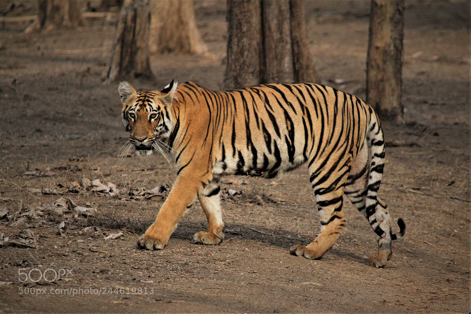 Canon EOS 1200D (EOS Rebel T5 / EOS Kiss X70 / EOS Hi) sample photo. Tiger tippeswar photography