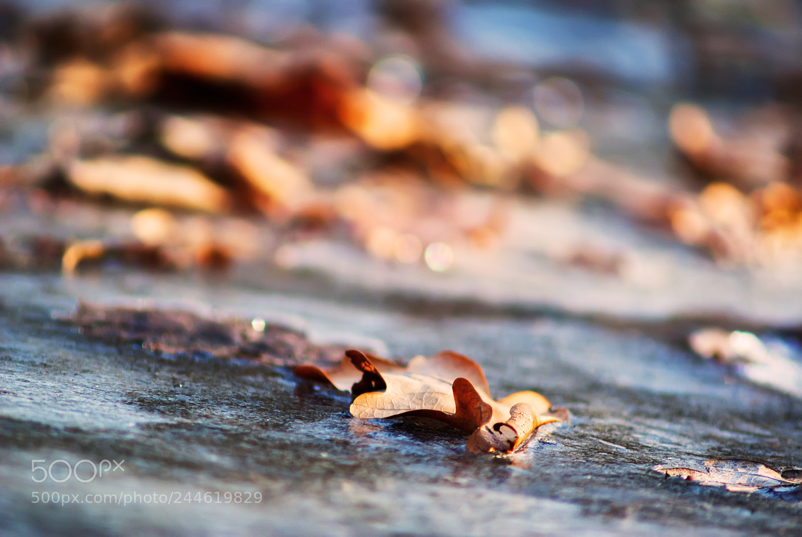 Sony Alpha DSLR-A230 sample photo. Oak leaf in the photography