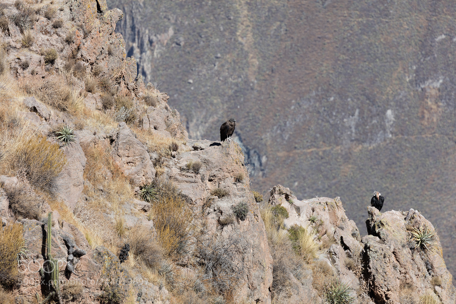 Canon EOS 5DS R sample photo. Condor flying  in peru photography