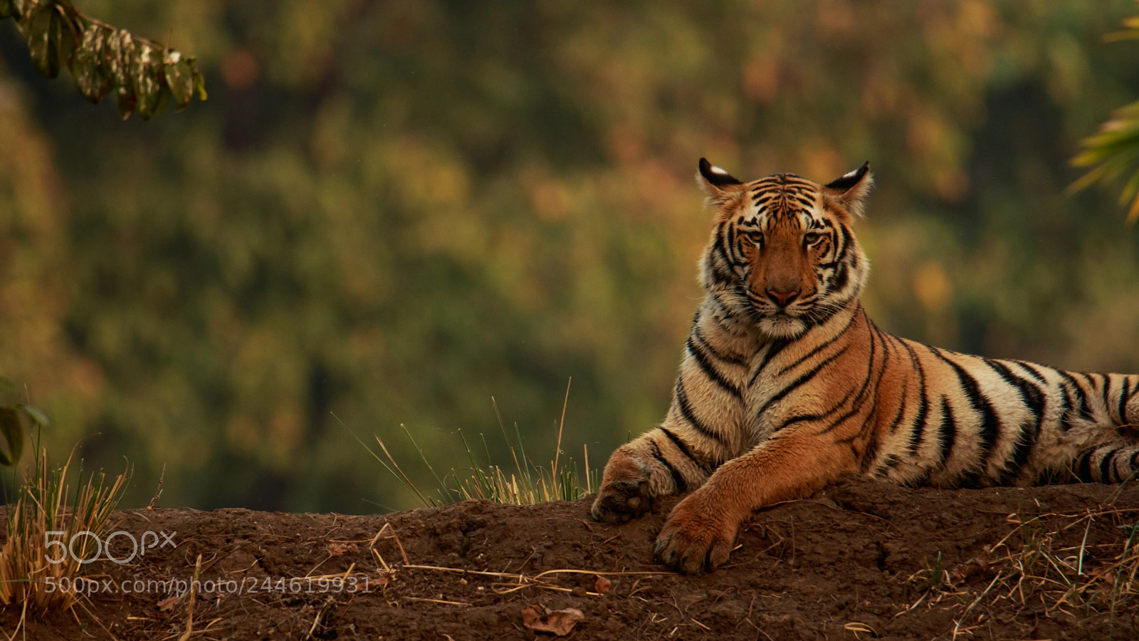 Canon EOS 7D Mark II sample photo. Tiger photography