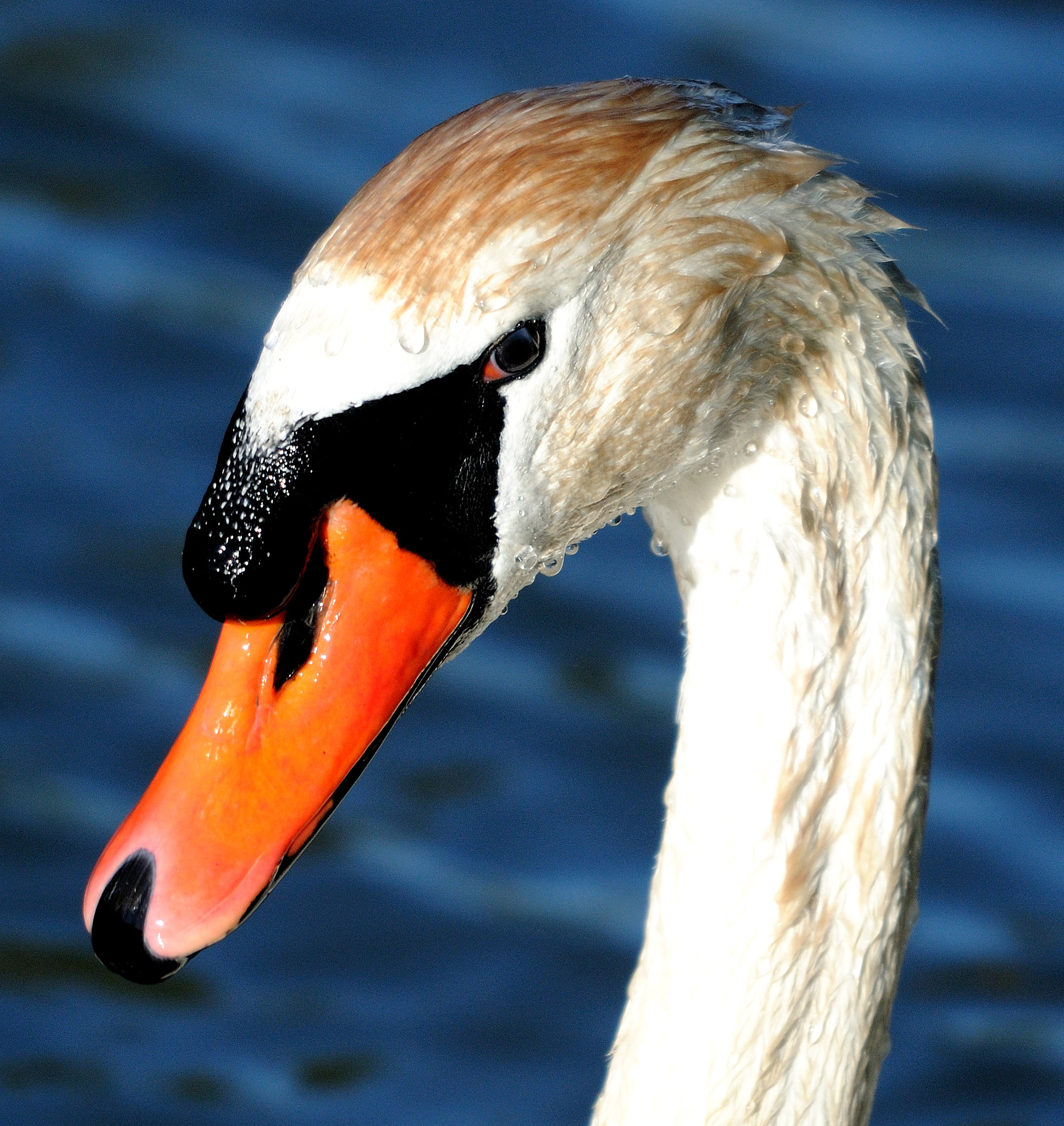 Nikon D300 + Sigma 120-400mm F4.5-5.6 DG OS HSM sample photo. Swan in camargue photography