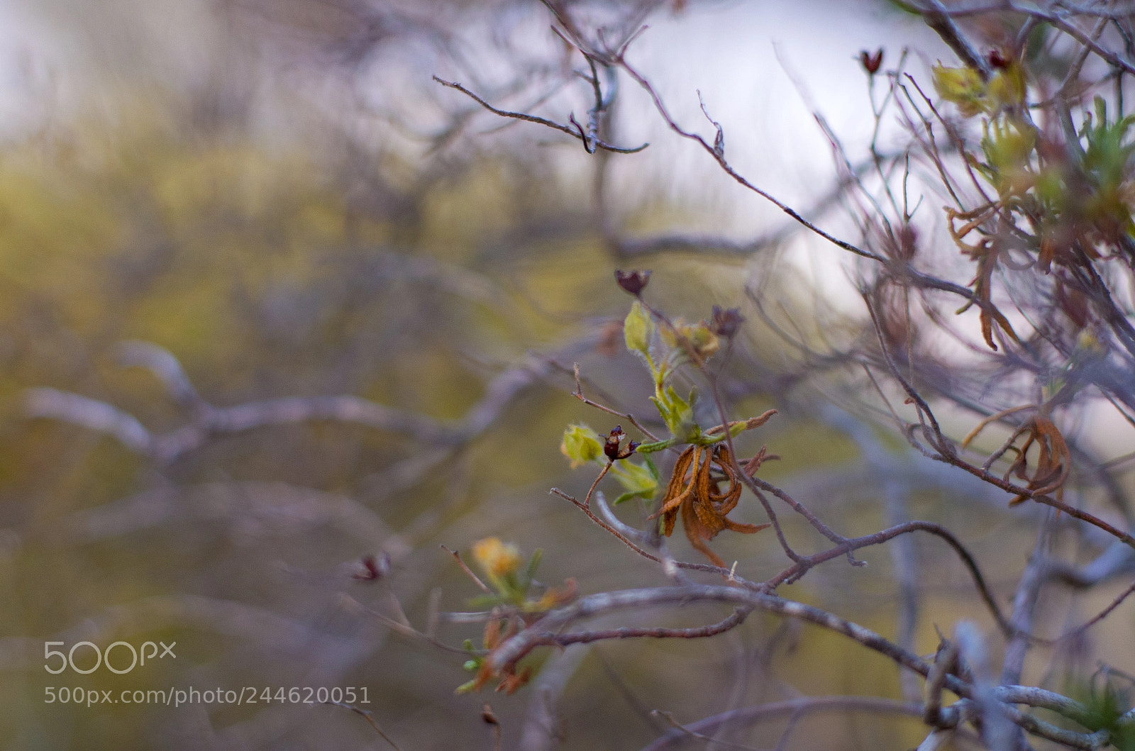 Pentax K-5 sample photo. Leaf photography