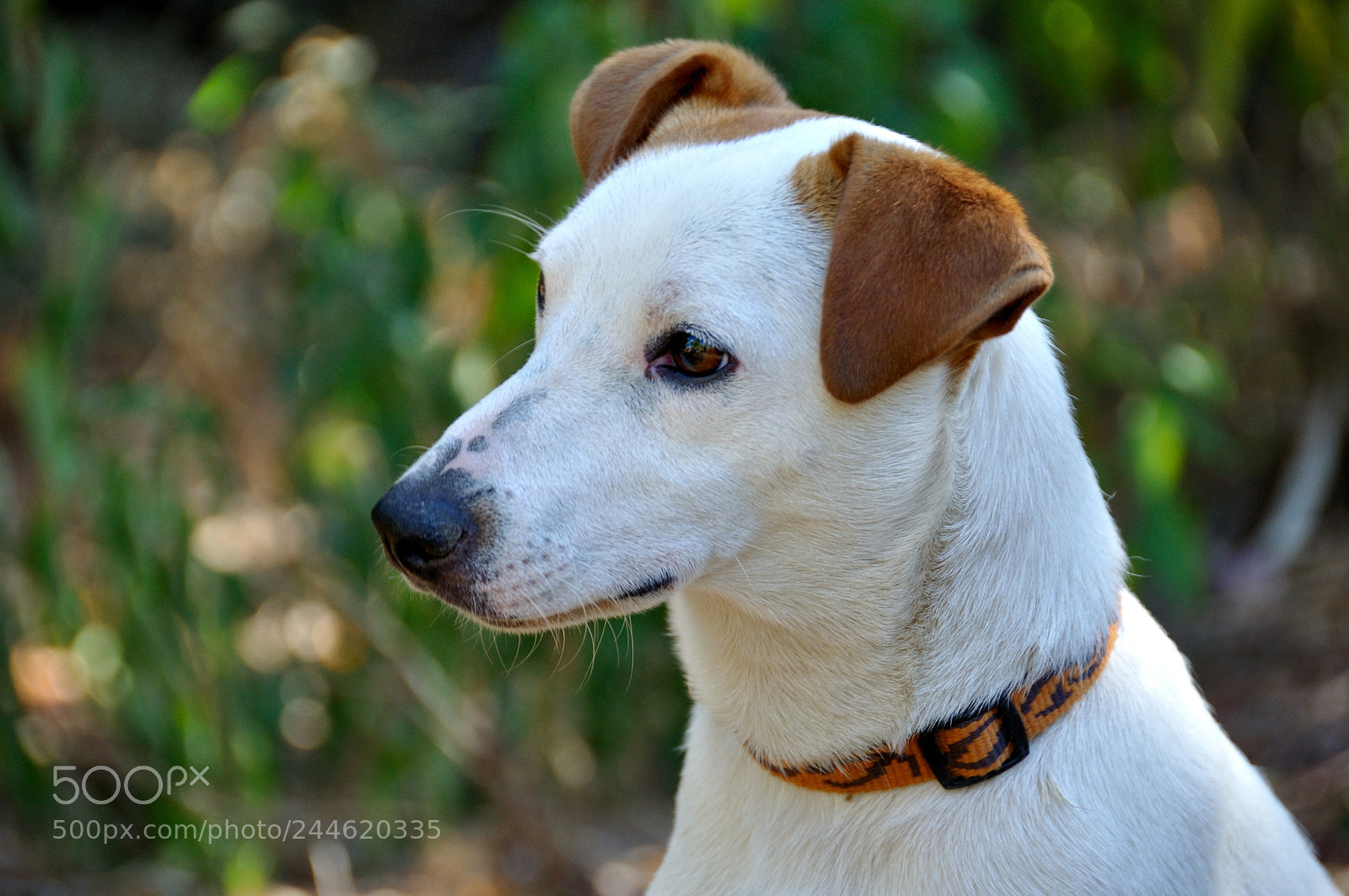 Nikon D90 sample photo. Max photography