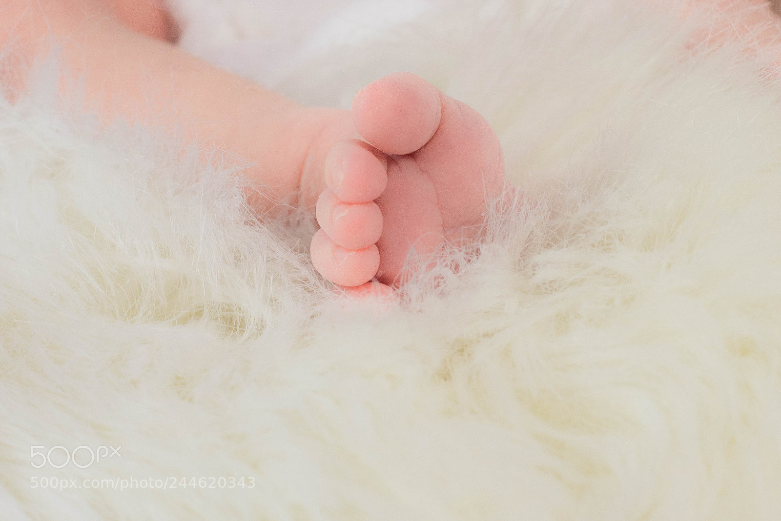 Nikon D7200 sample photo. Pied photography
