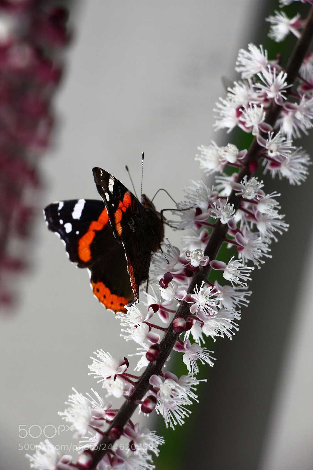 Canon EOS 450D (EOS Rebel XSi / EOS Kiss X2) sample photo. The butterfly on a photography