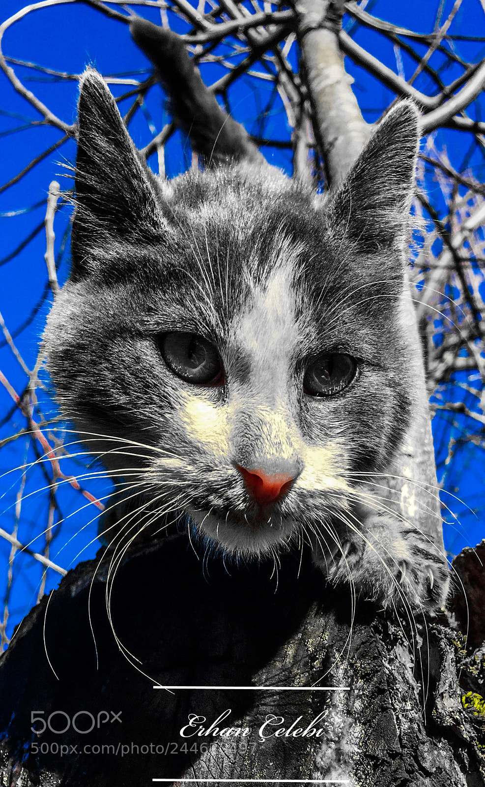 Apple iPhone 6 Plus sample photo. That red nose photography