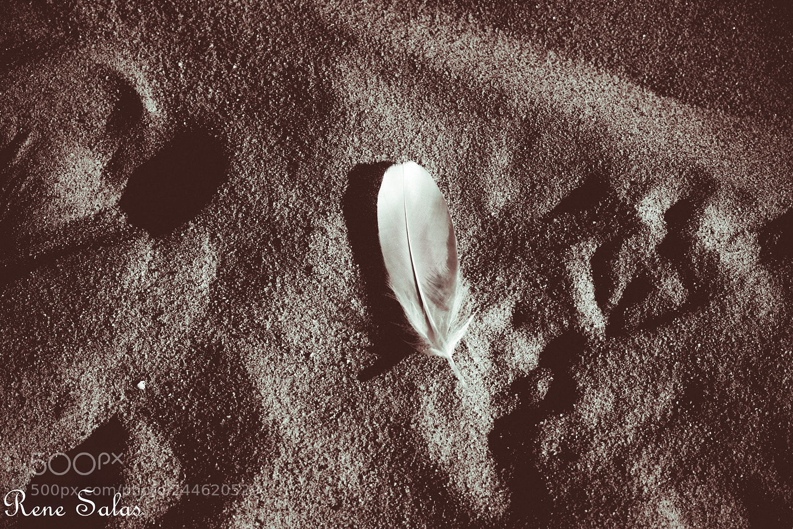 Nikon D810 sample photo. Featherb&w photography