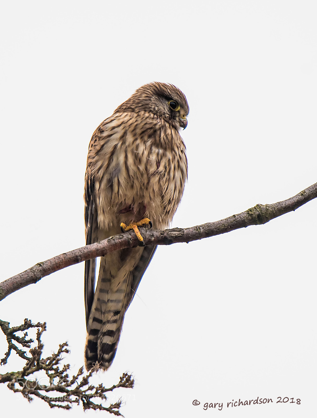 Nikon D500 sample photo. Kestrel photography