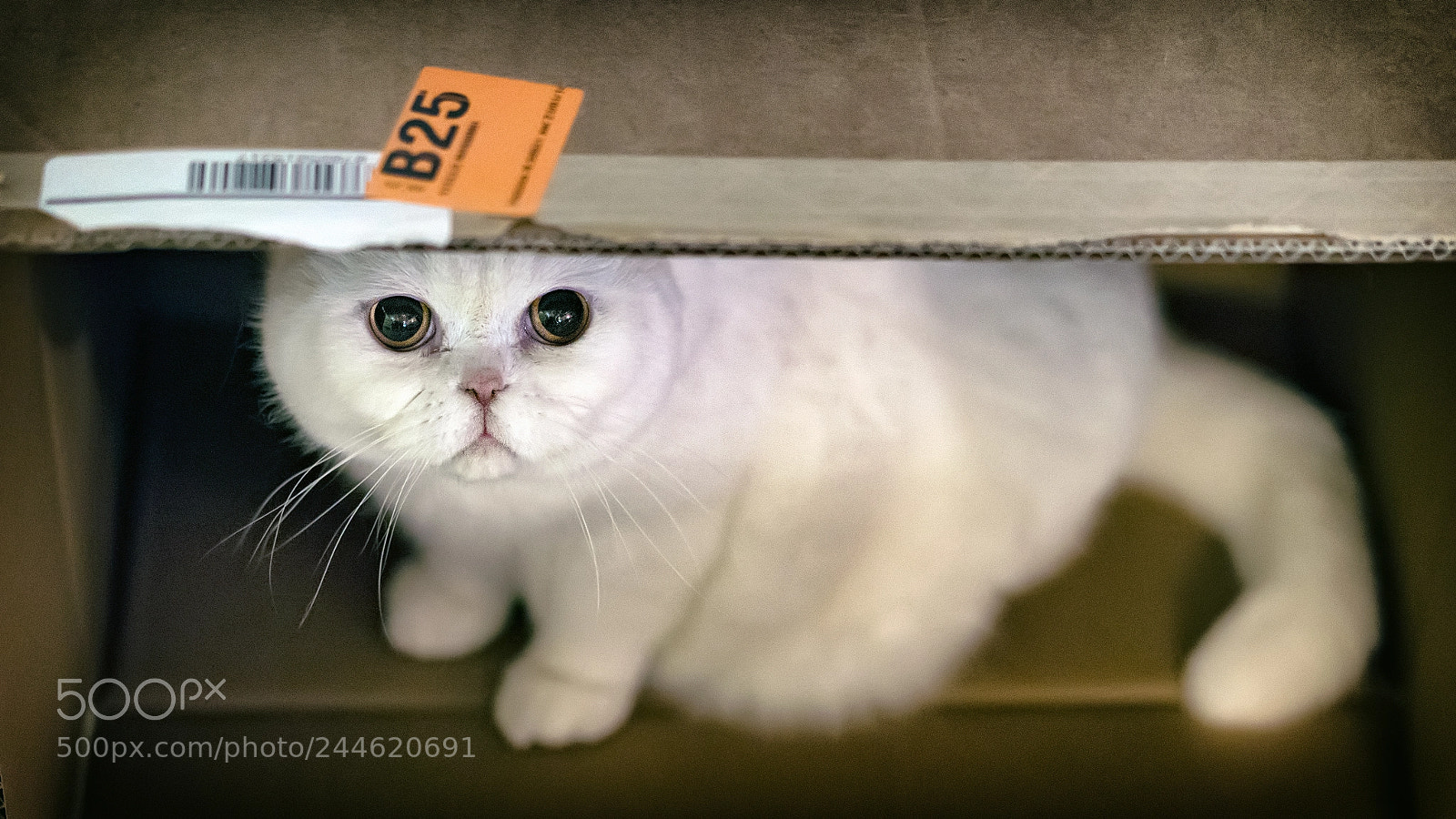 Sony a7R II sample photo. Wilson #49 photography