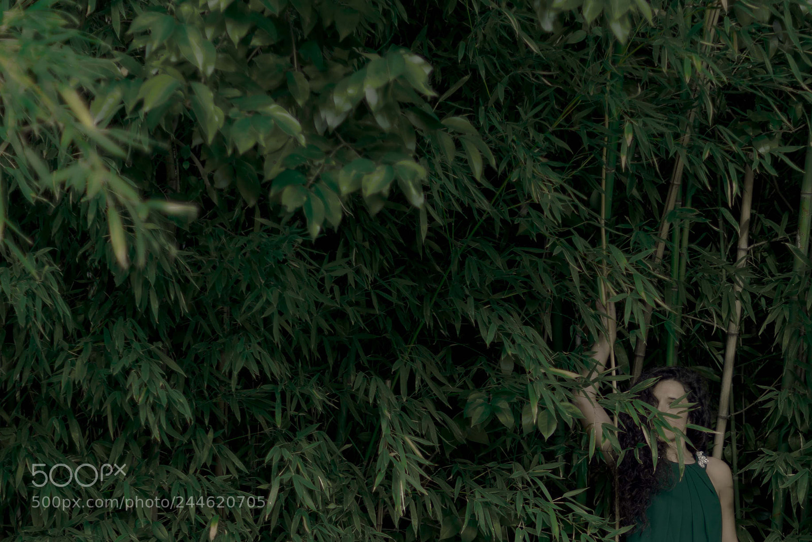 Nikon D800 sample photo. Green garden photography