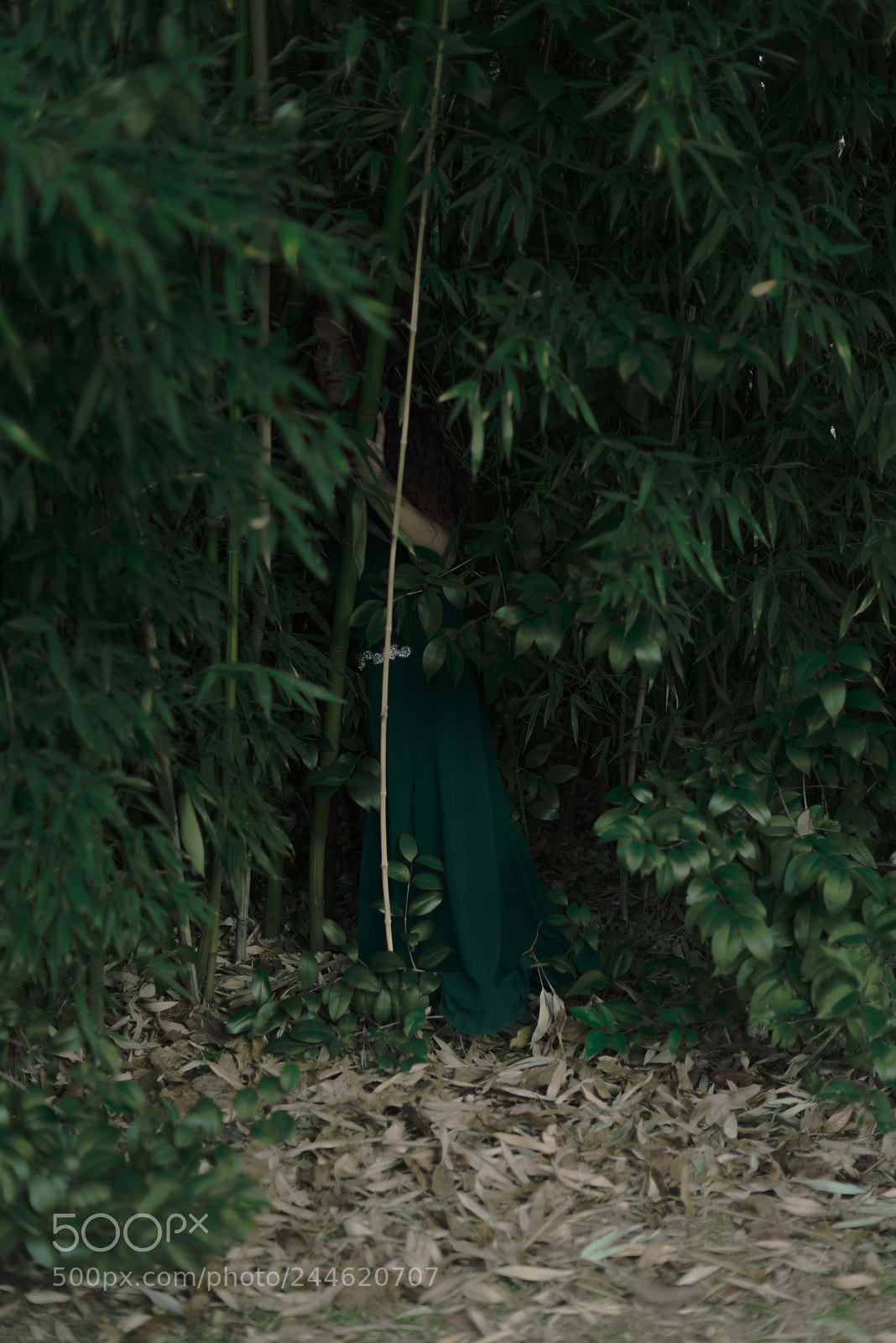 Nikon D800 sample photo. Green garden photography
