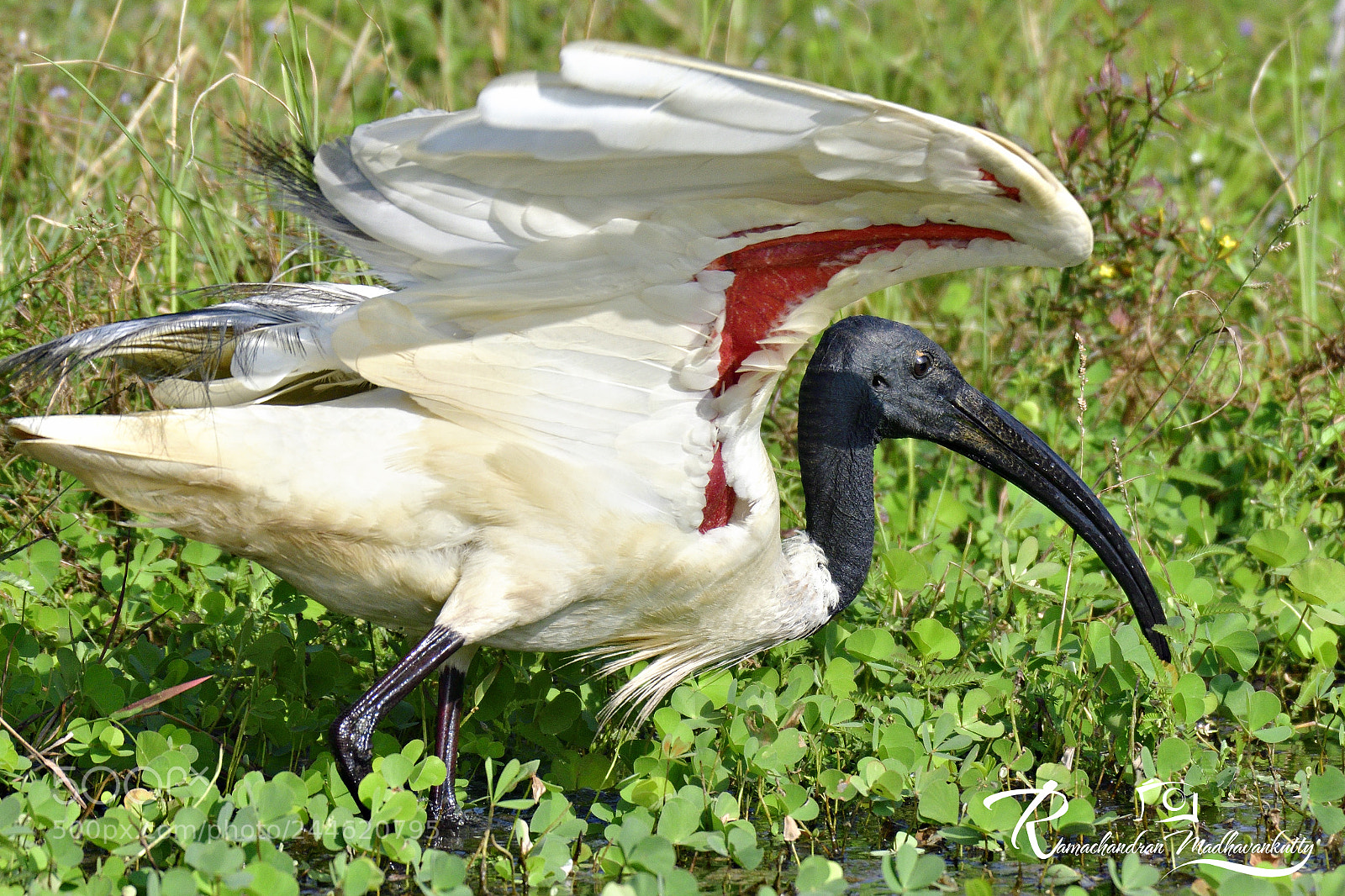 Nikon D500 sample photo. Black headed ibis photography