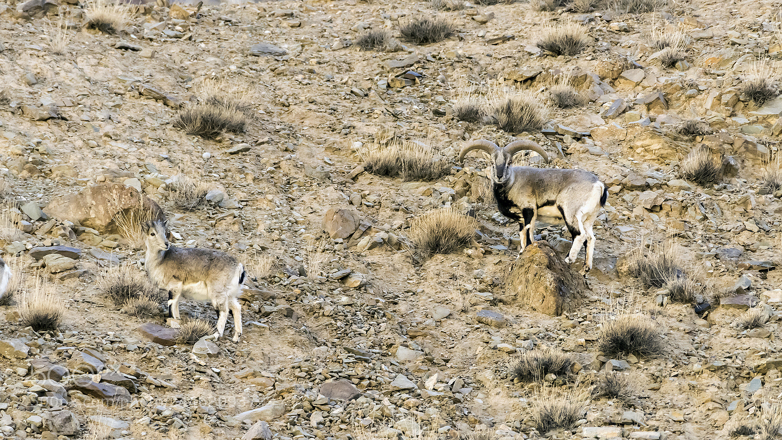 Nikon D810 sample photo. Himalayan blue sheep photography
