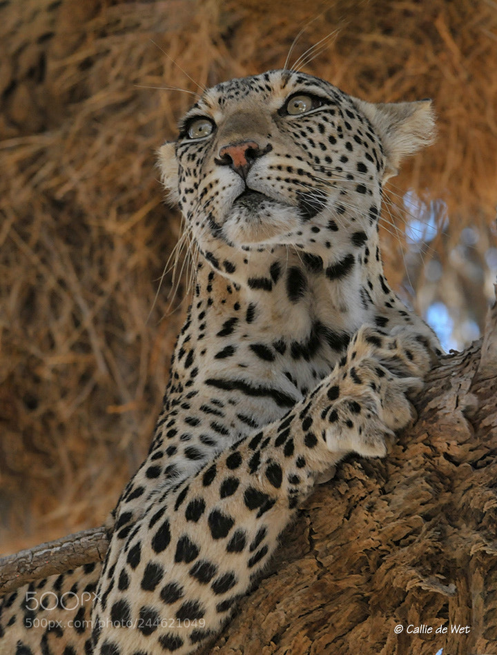 Nikon D300 sample photo. Lady in a tree 1/2 photography