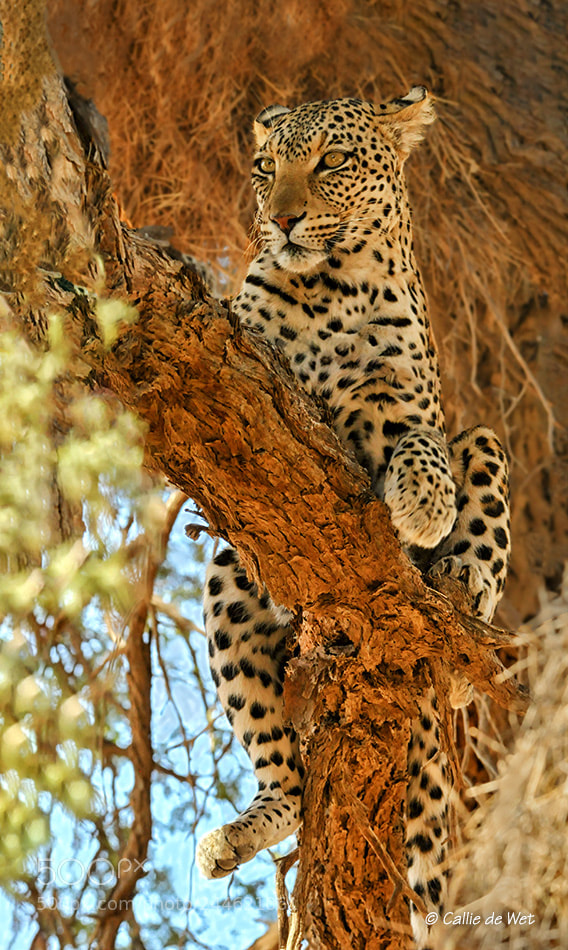 Nikon D300 sample photo. Lady in a tree 2/2 photography