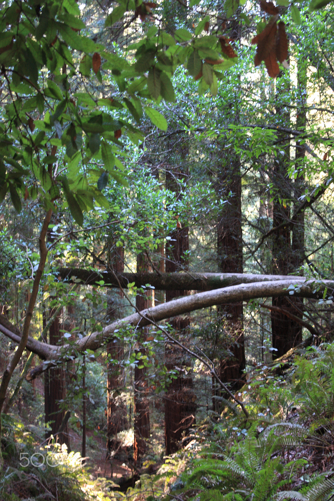 Canon EOS 40D + Sigma 17-70mm F2.8-4 DC Macro OS HSM sample photo. Muir woods photography