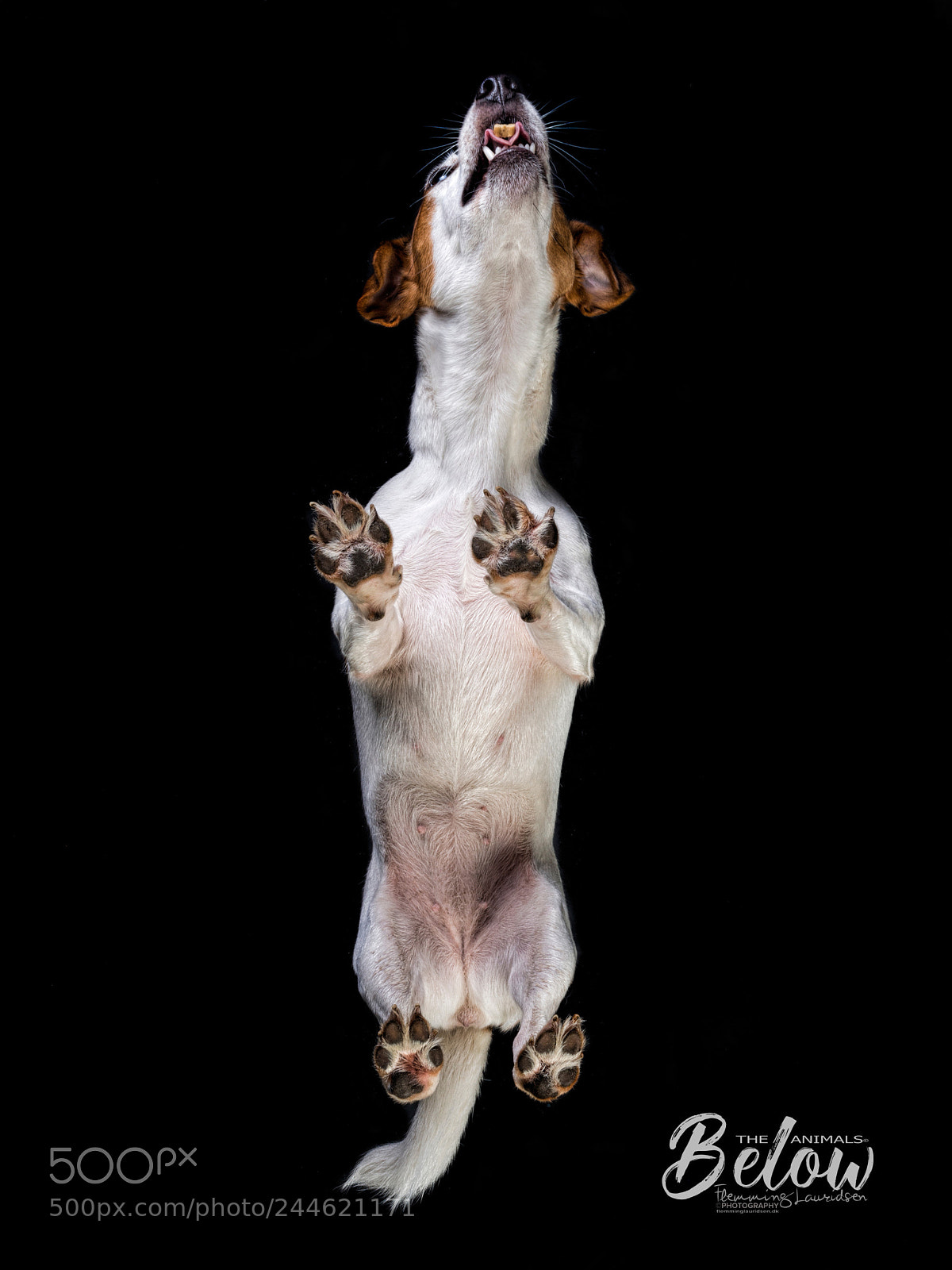 Nikon D800 sample photo. Below lucy i photography