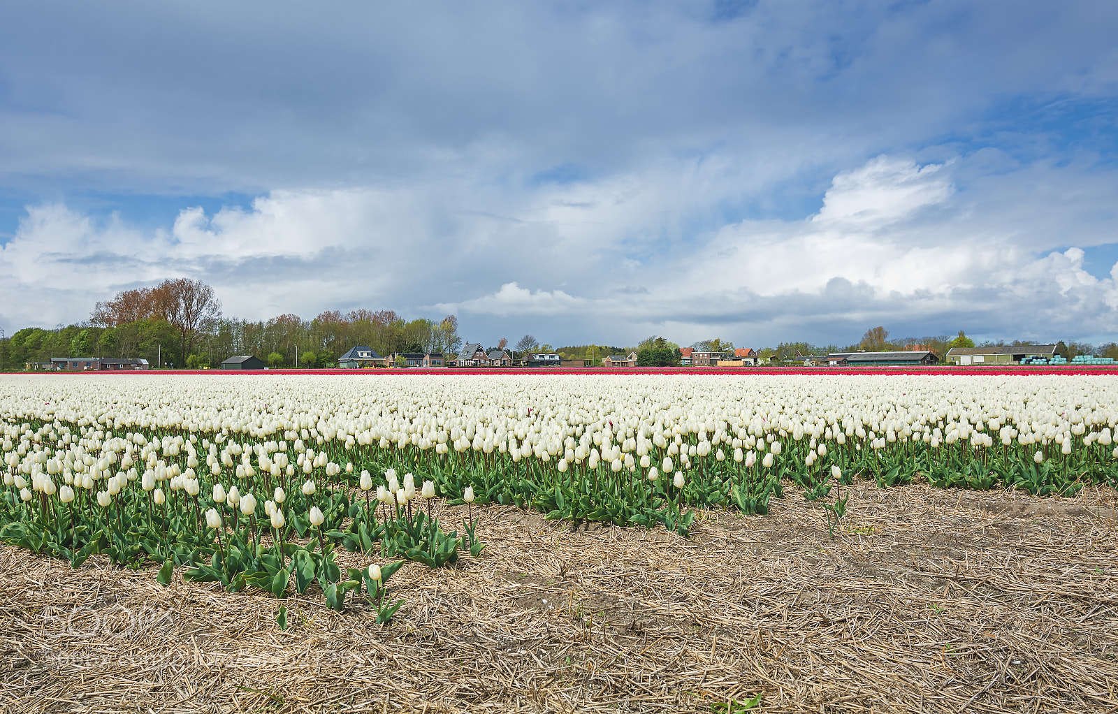 Nikon D7100 sample photo. Sky and tulips photography