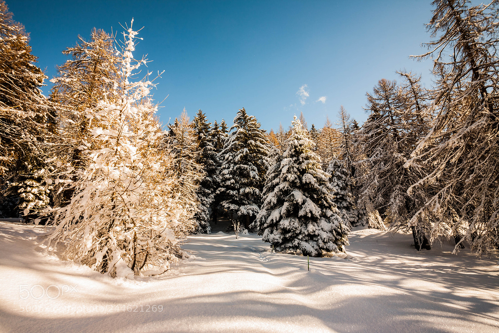 Canon EOS 5D sample photo. Warm frost photography