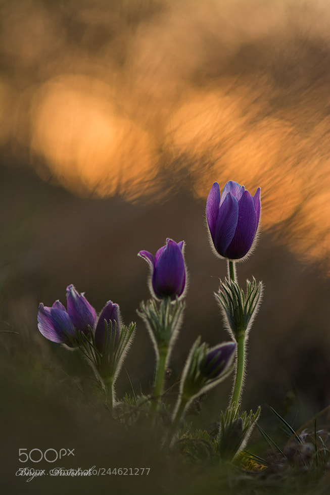 Nikon D7100 sample photo. Pulsatilla last light photography