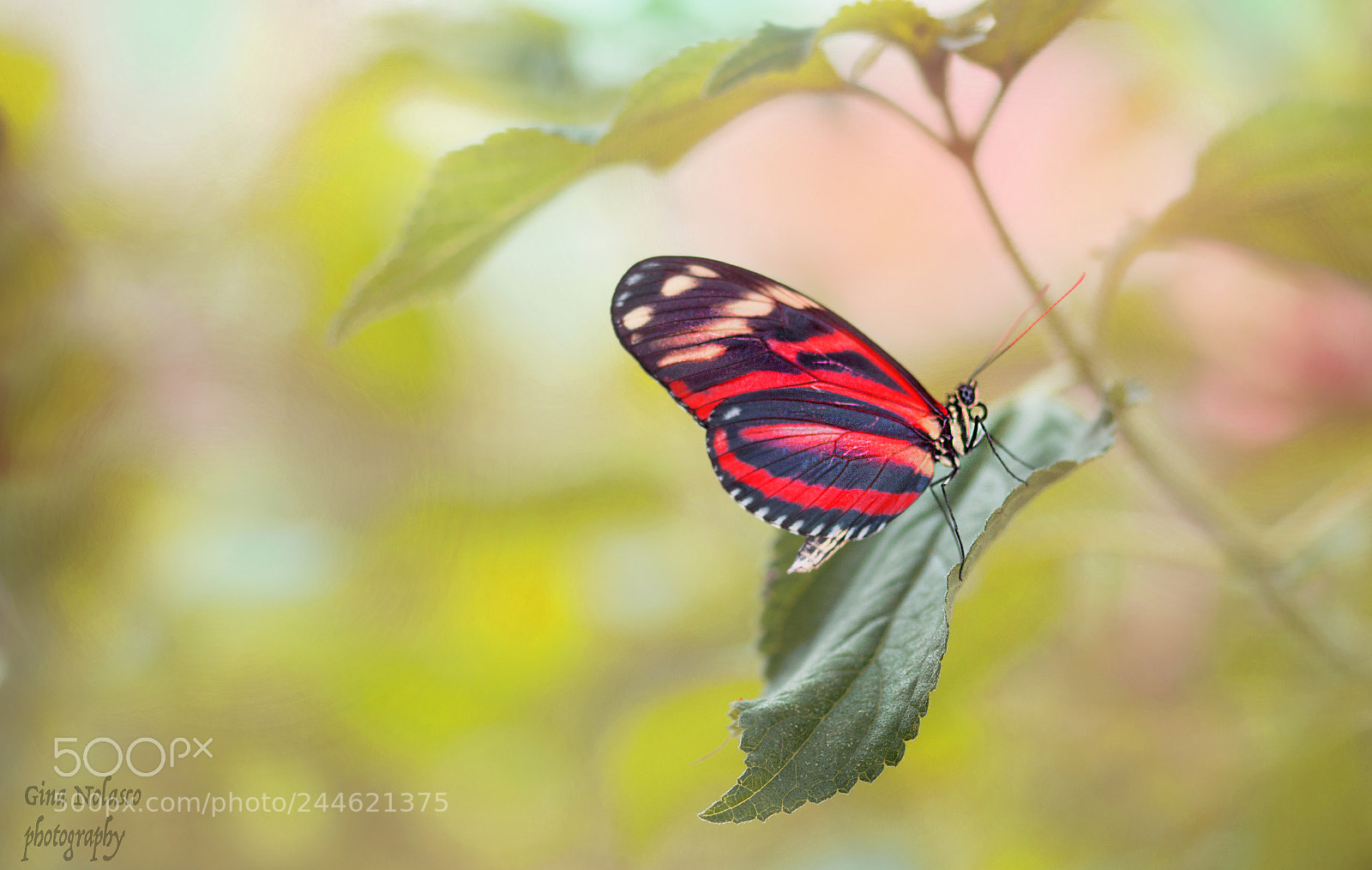 Nikon D3200 sample photo. Heliconious ismenius butterfly photography