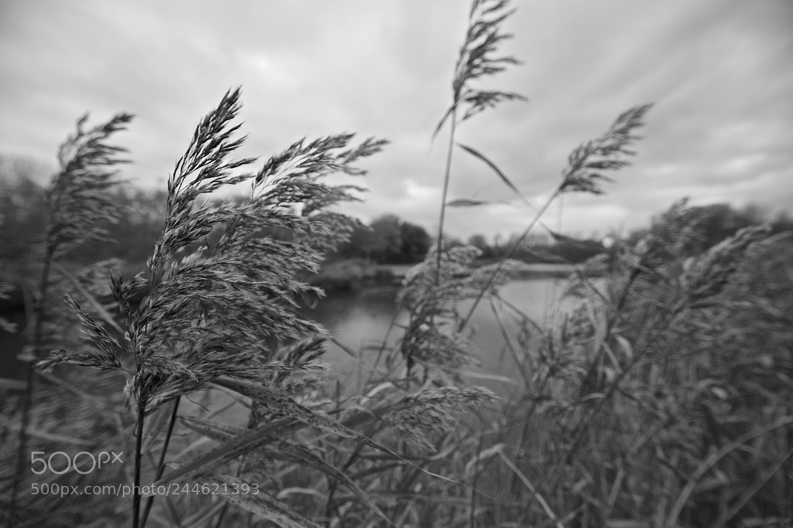 Nikon D500 sample photo. Taking a stand photography