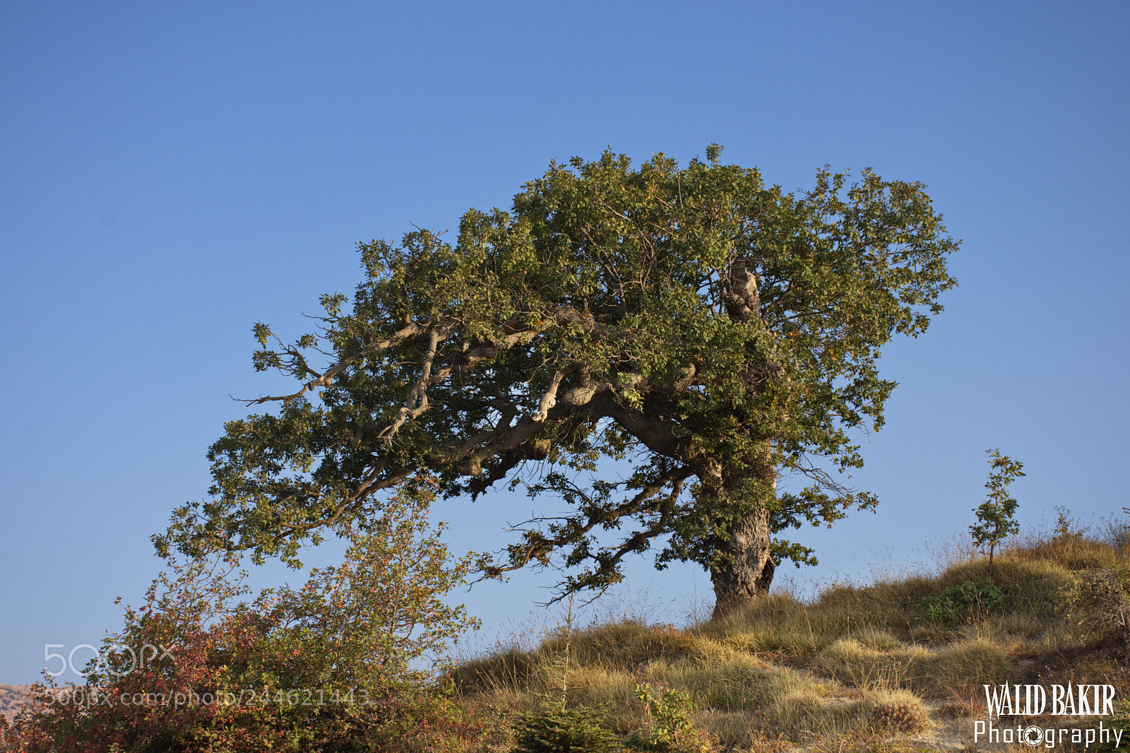 Nikon D7200 sample photo. Tree photography