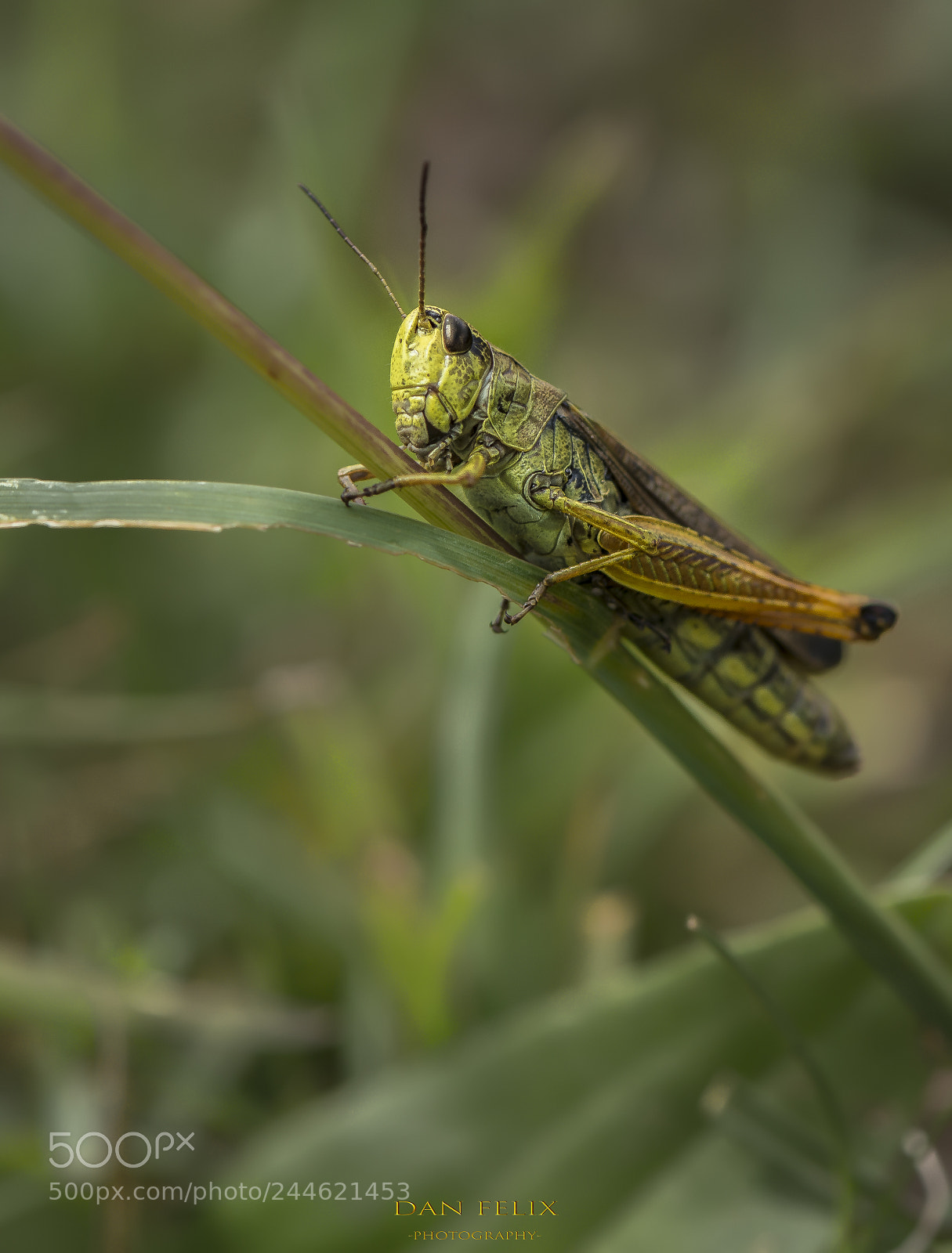 Nikon D800 sample photo. Microcosmos photography
