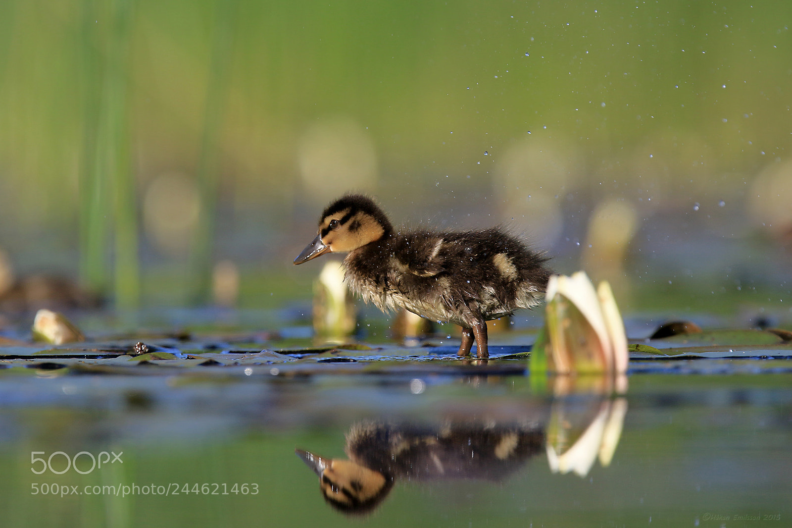Canon EOS 7D Mark II sample photo. Young and wet mallard photography