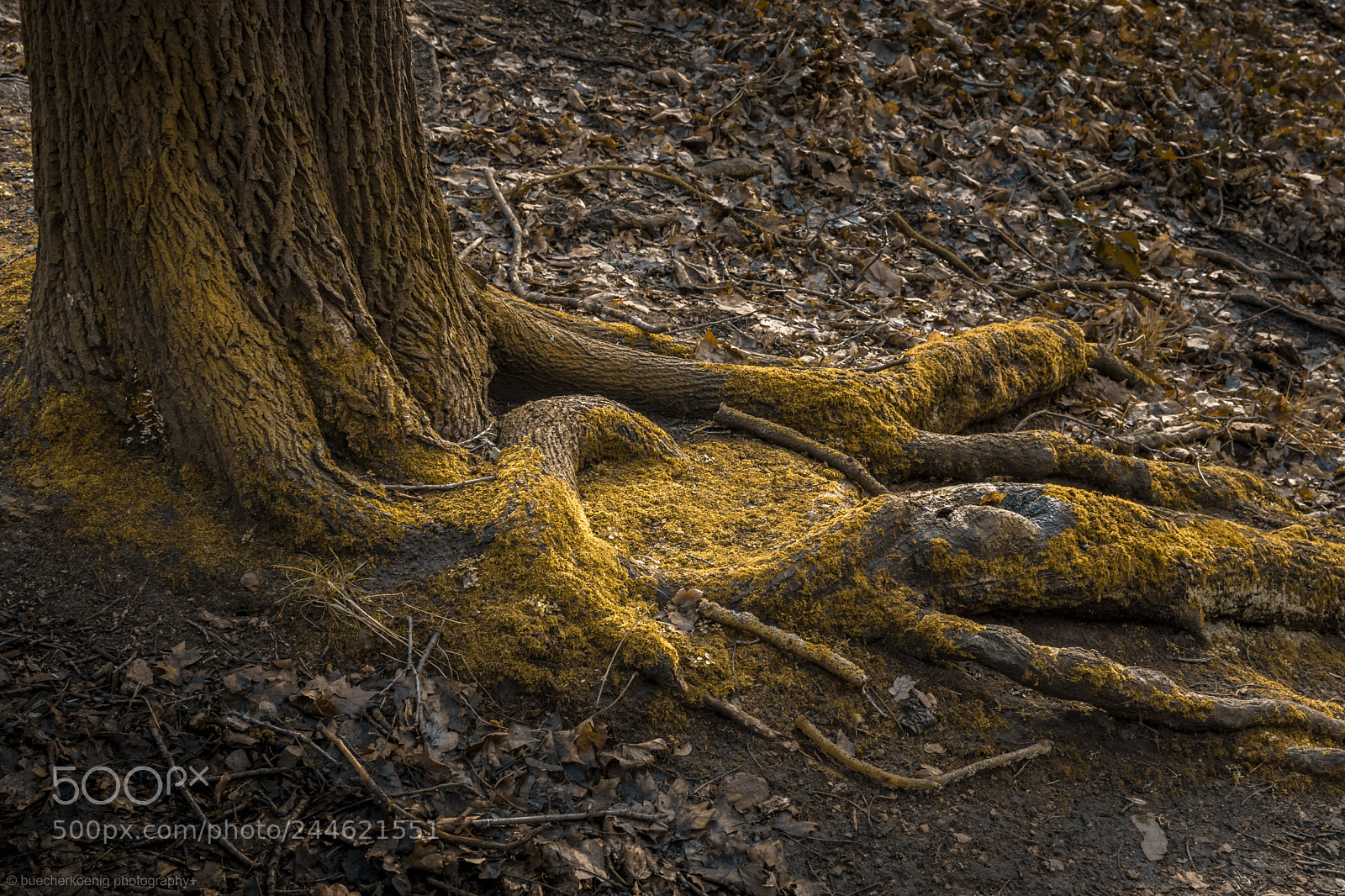 Nikon D7200 sample photo. ... photography