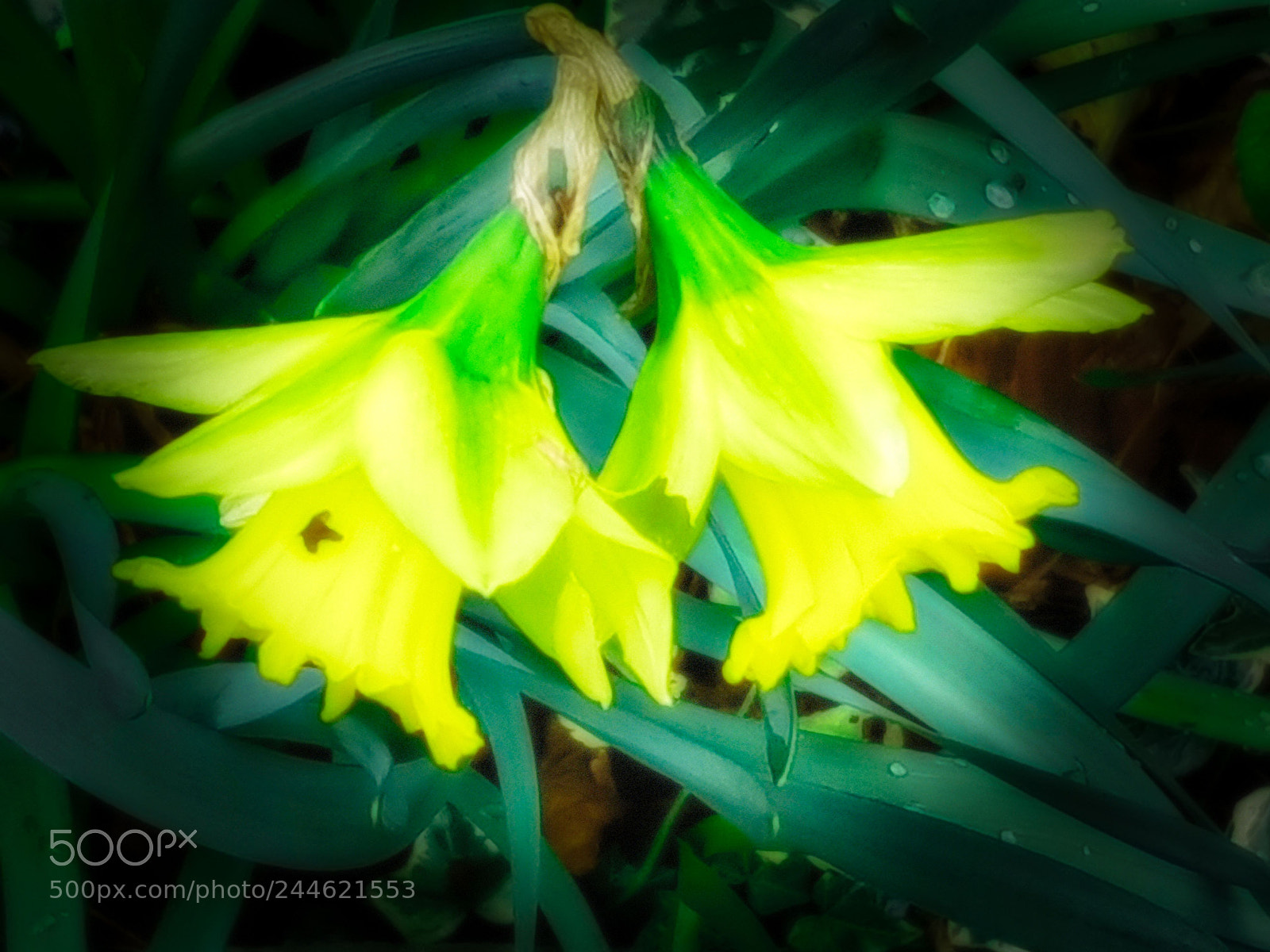 Samsung Galaxy S8+ sample photo. Jonquilles de ...janvier photography