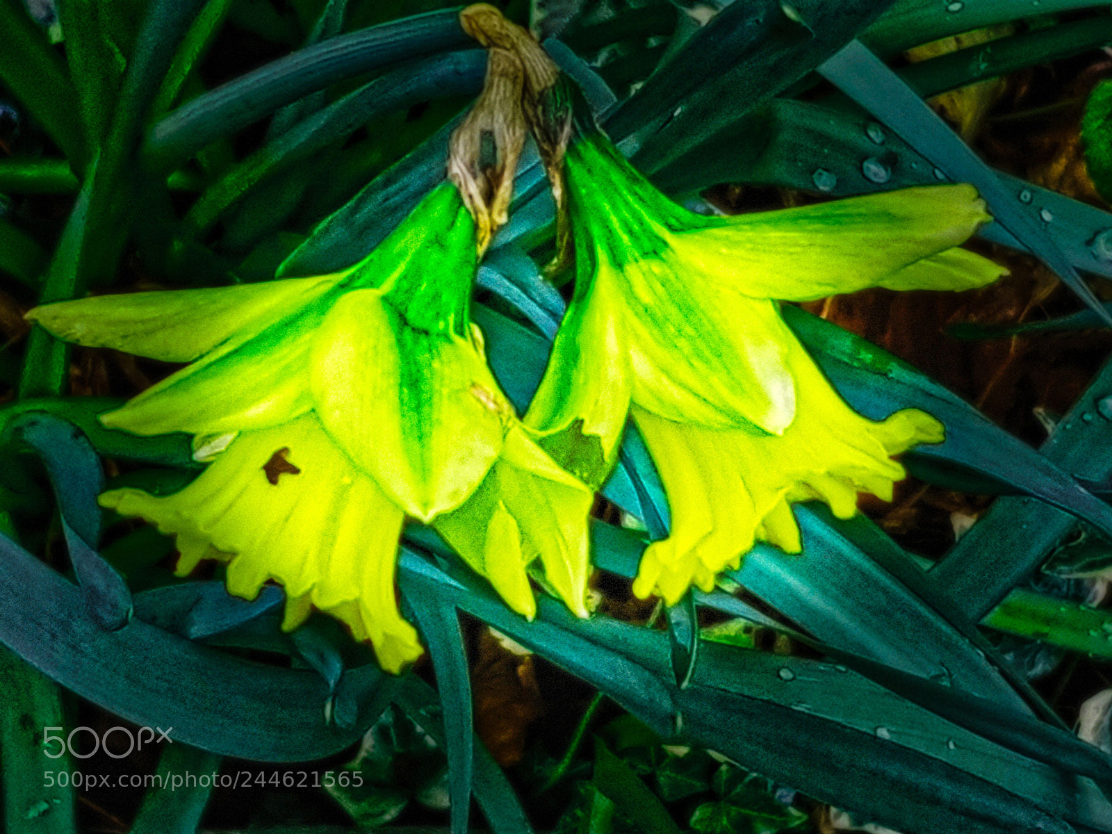 Samsung Galaxy S8+ sample photo. Jonquilles de ...janvier photography