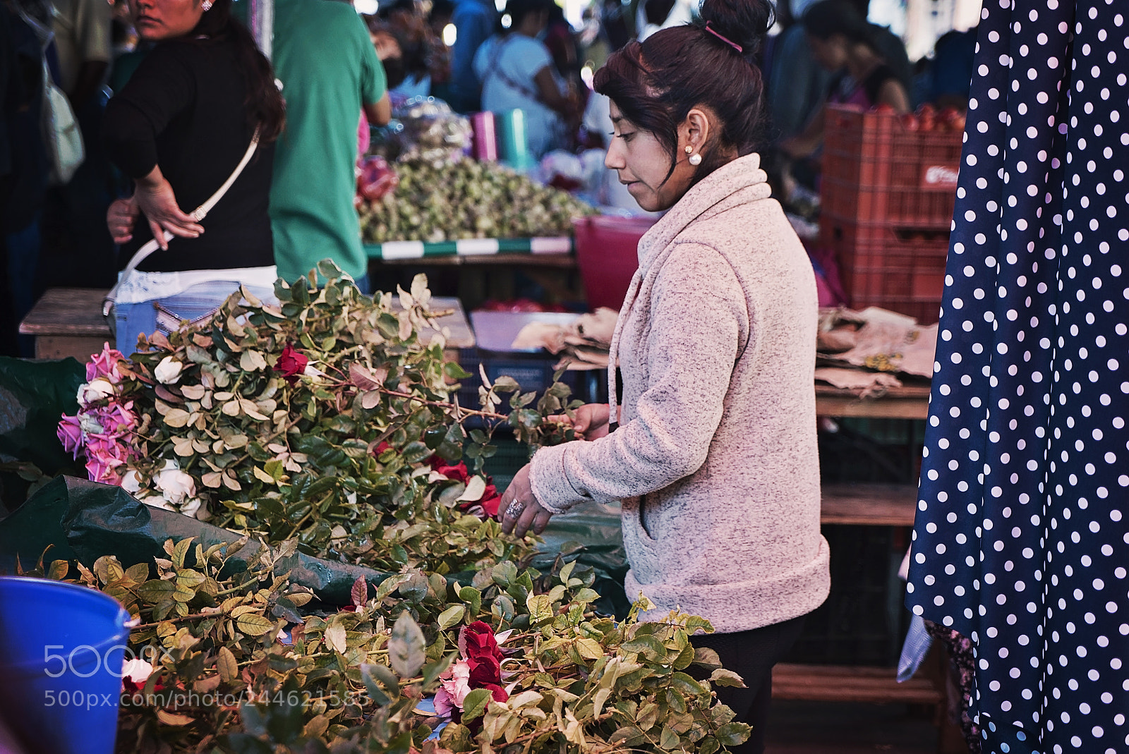 Sony a7S sample photo. Winter roses photography
