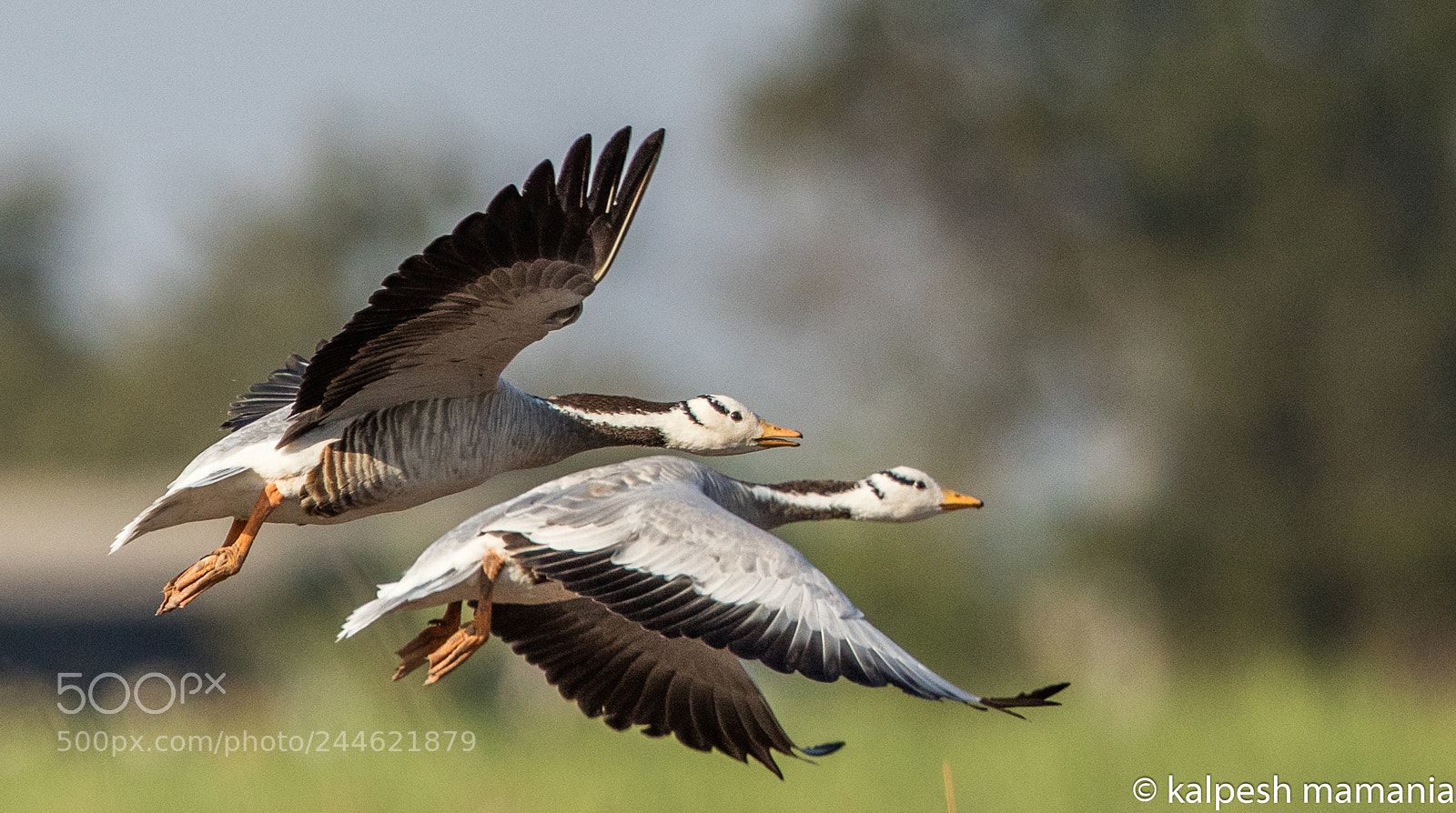 Canon EOS 5DS R sample photo. Bar headed goose. photography