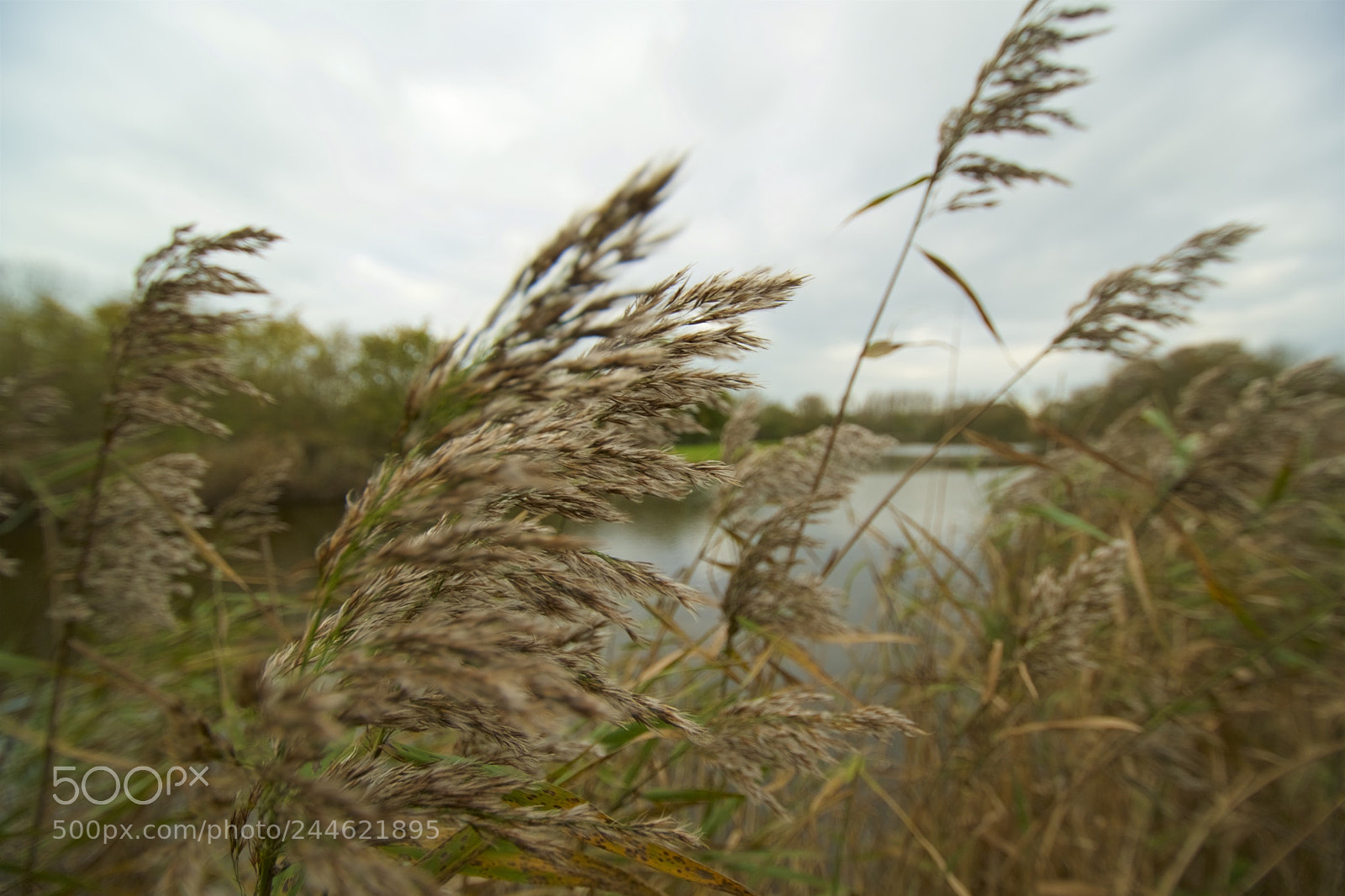 Nikon D500 sample photo. Taking a stand photography