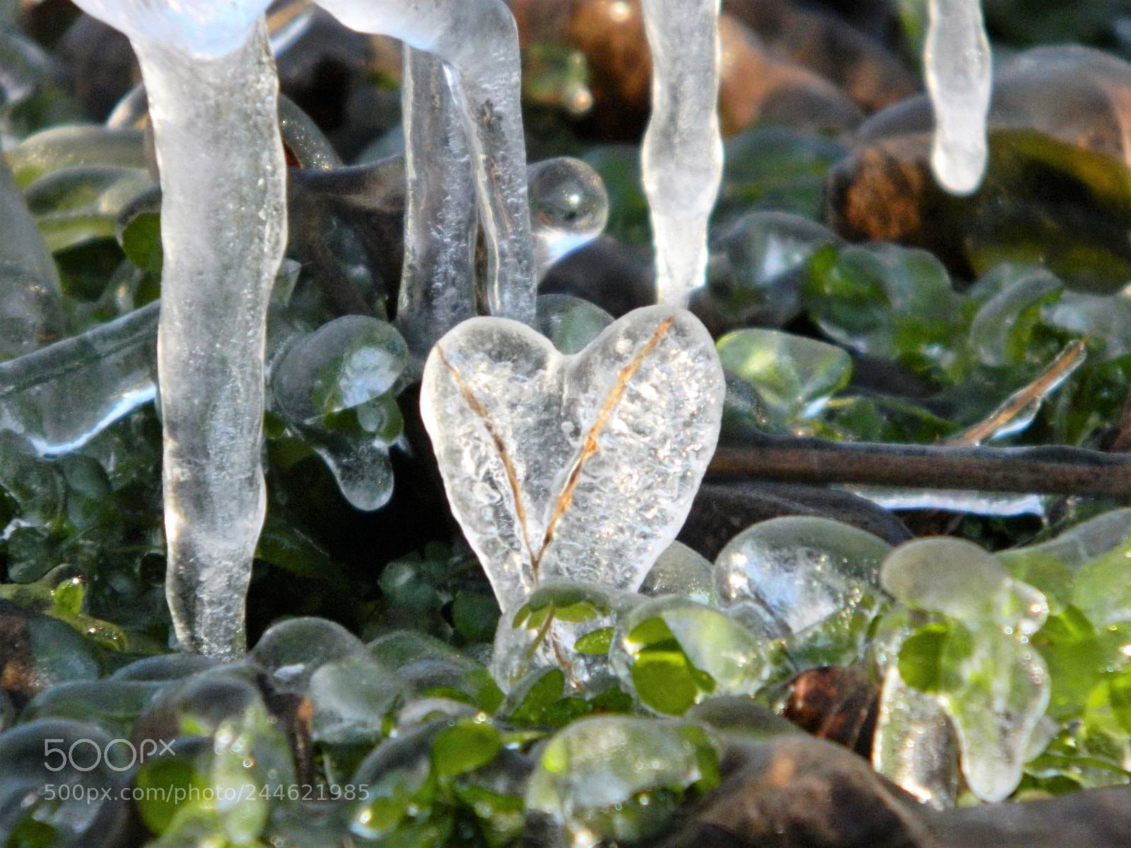 Nikon Coolpix L120 sample photo. Be still my heart photography