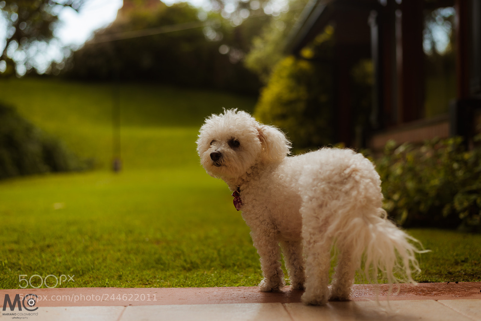 Nikon D610 sample photo. Queen july photography