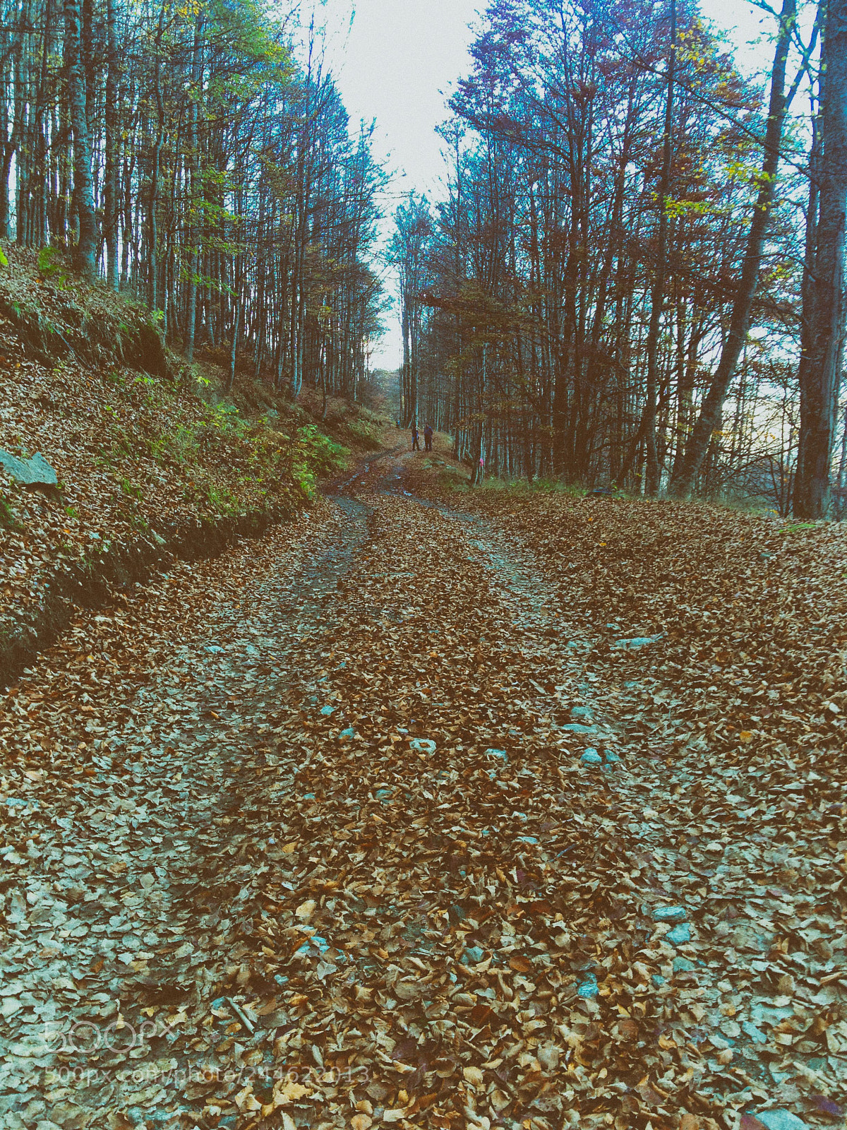 Apple iPhone 4S sample photo. Autumn photography