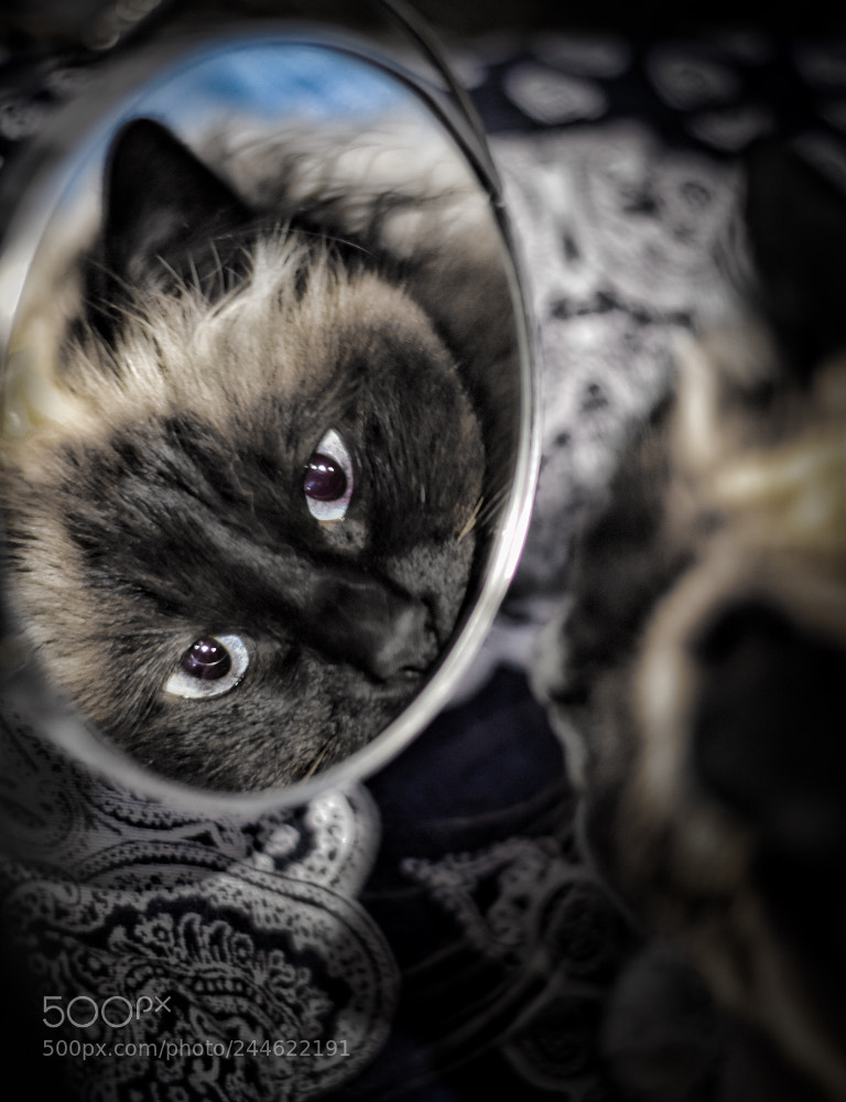 Nikon D7200 sample photo. Looking glass photography
