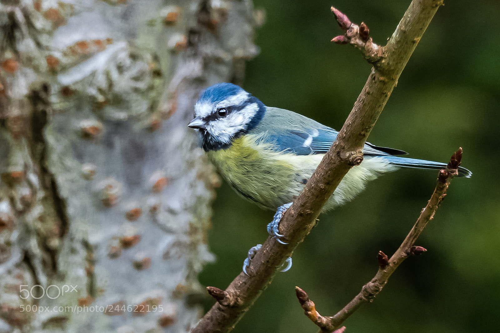 Nikon D850 sample photo. Feeling a bit wragged photography