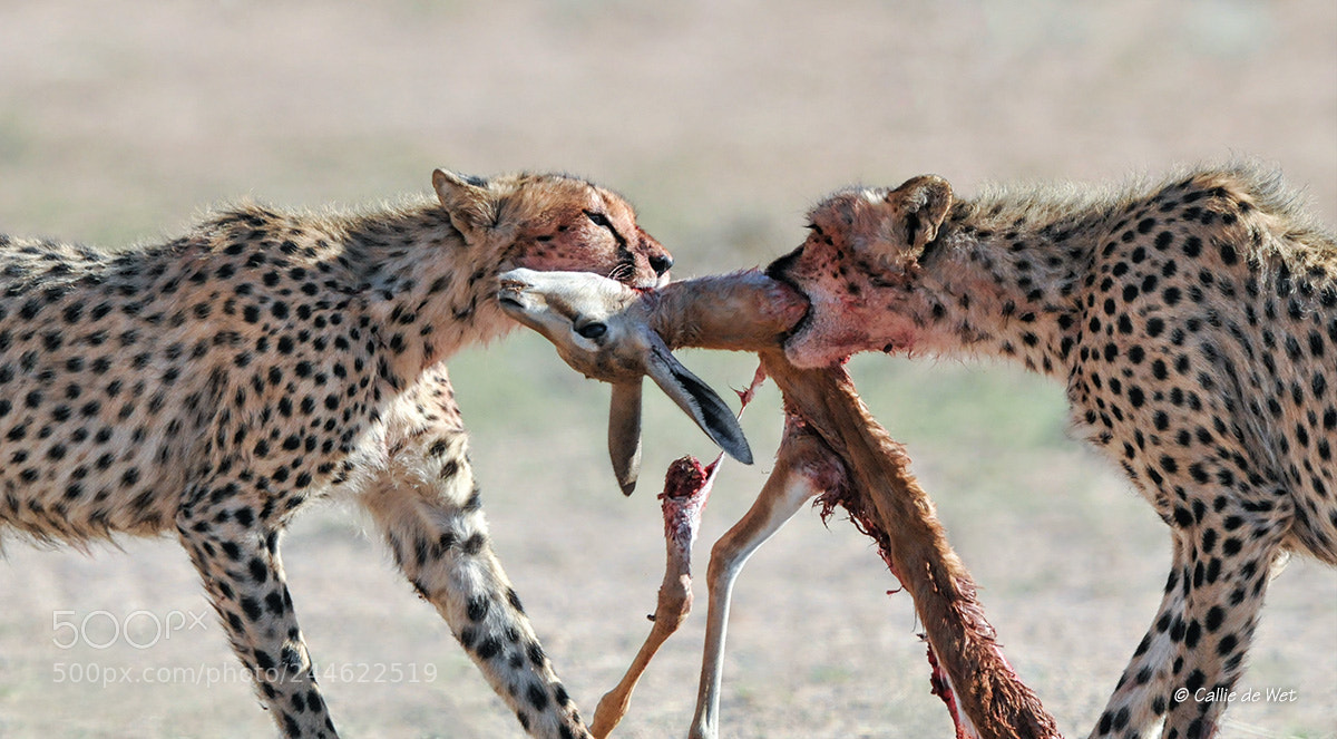 Nikon D300S sample photo. Tug-o-war 2/2 photography