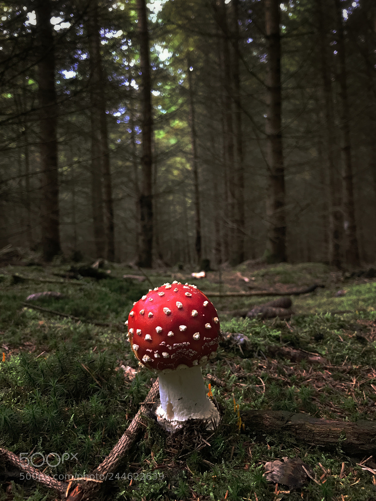 Apple iPhone 7 sample photo. Amanita muscaria  photography
