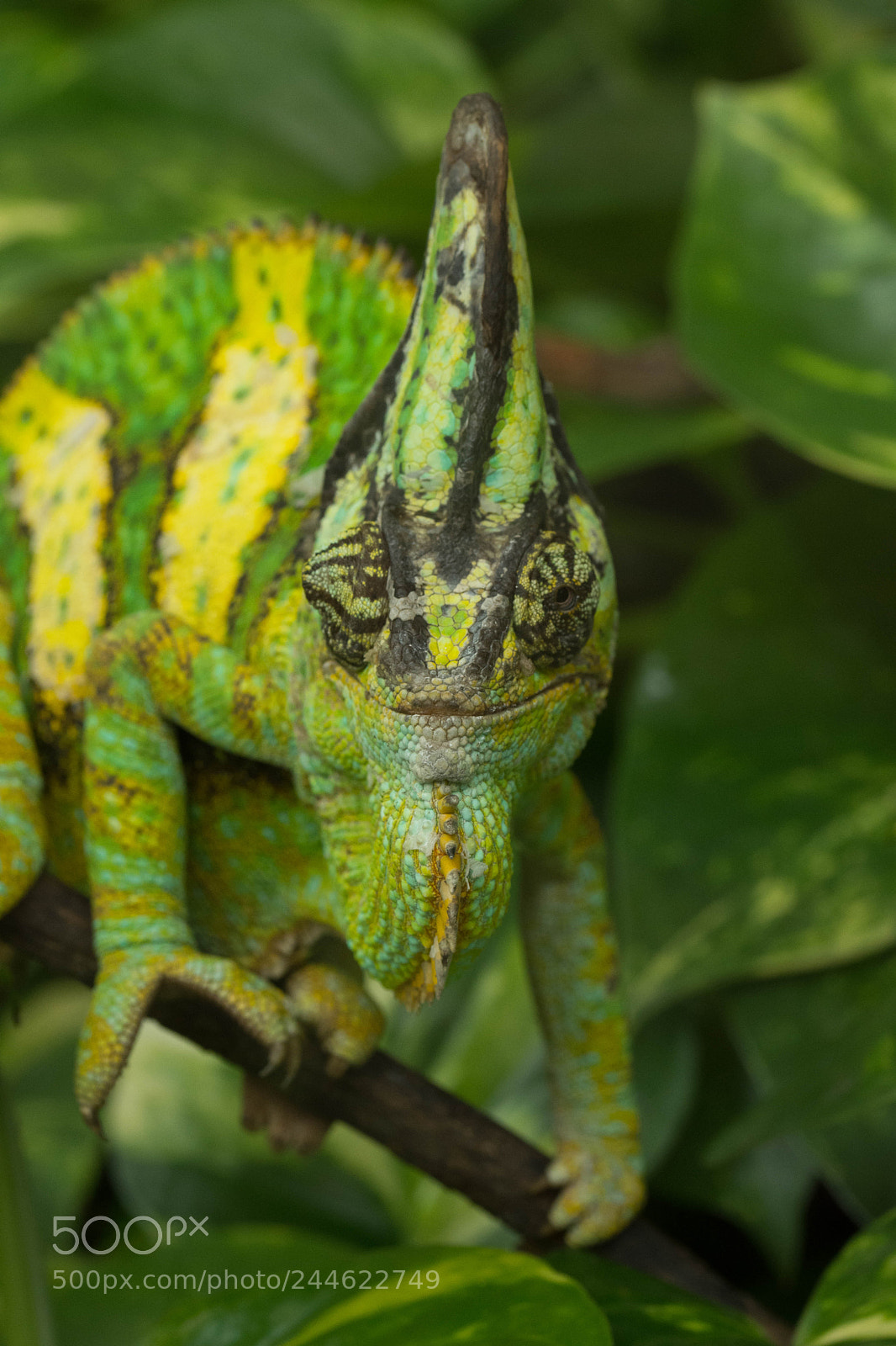 Nikon D7200 sample photo. Chameleon photography