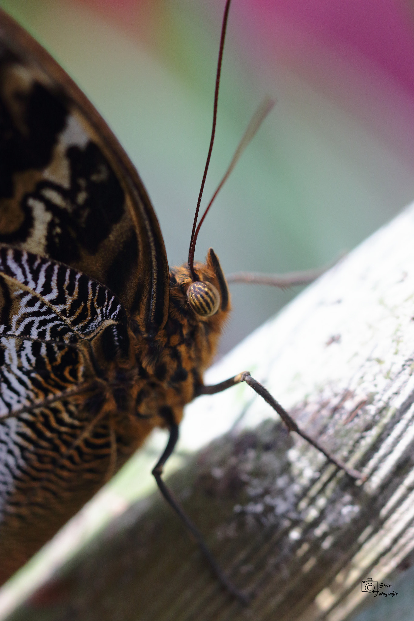 Canon EF 100mm F2.8L Macro IS USM sample photo. Bananenfalter photography