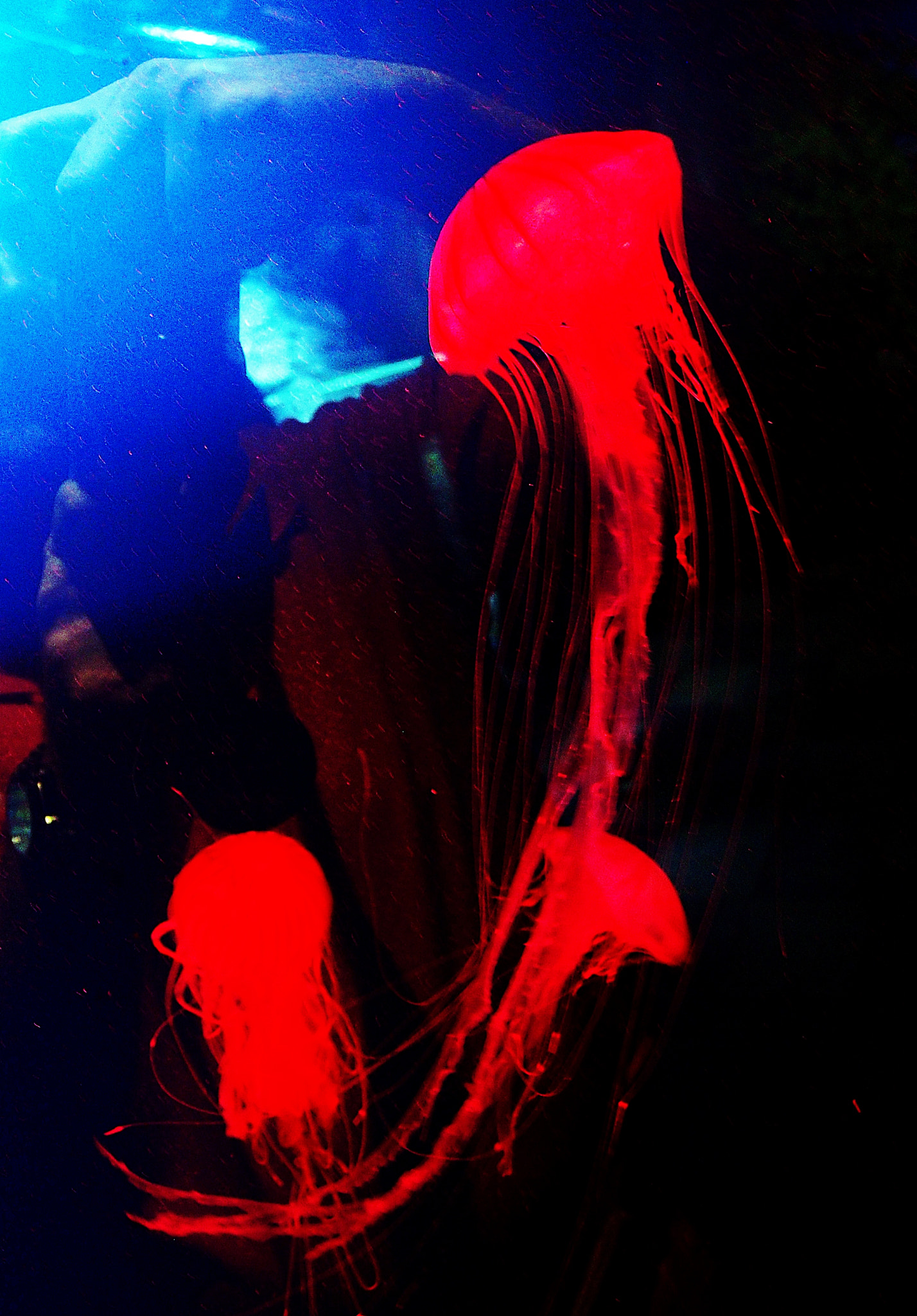 Olympus XZ-1 sample photo. Jellyfish photography